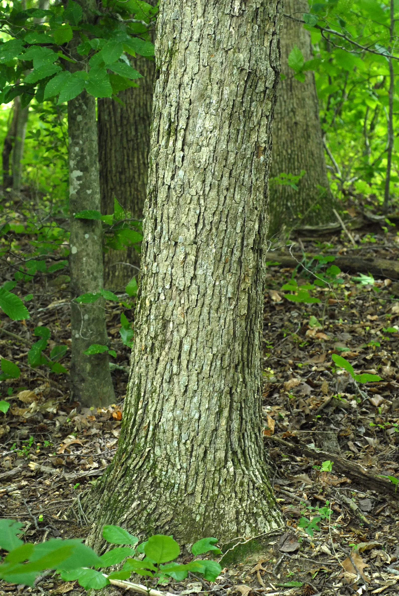 Chinquapin Oak (Quercus Muehlenbergii) — is a sturdy deciduous tree; this species thrives in well-drained soils and full sun exposure, offering a generous