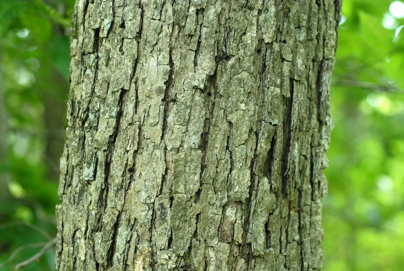 Chinquapin Oak (Quercus Muehlenbergii) — It has a moderate growth rate; typically adding about 1 to 2 feet annually.<br><br>Its acorns