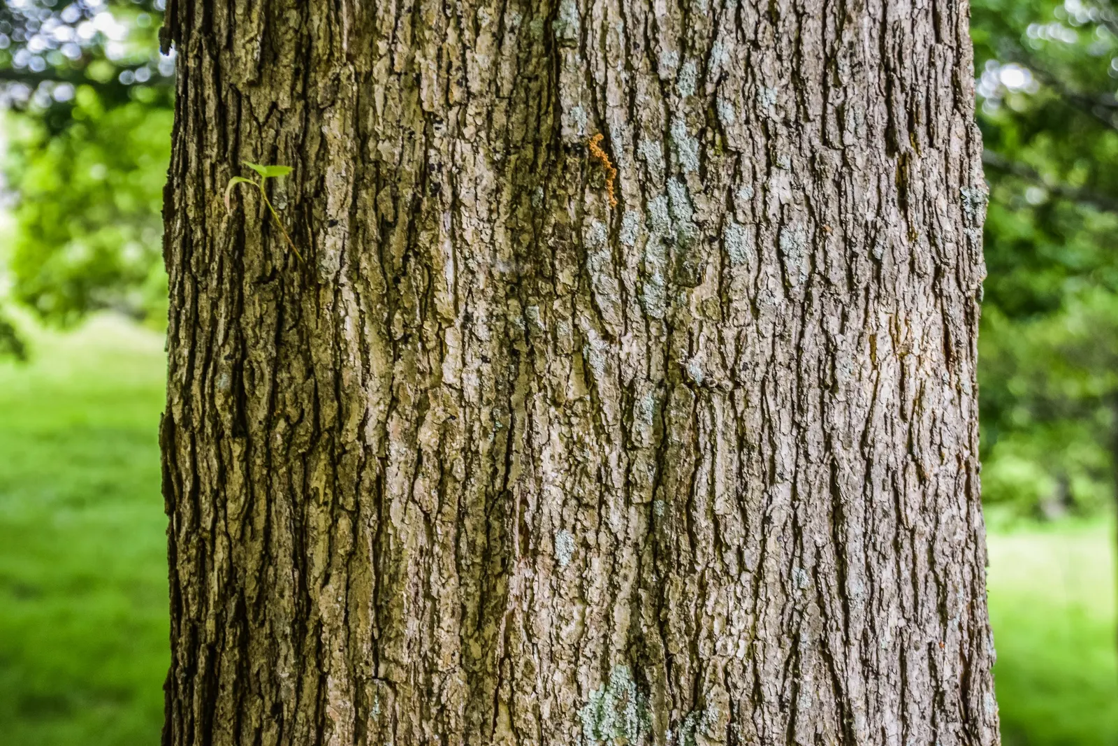 Chinquapin Oak (Quercus Muehlenbergii) — the Chinquapin Oak prefers well-drained