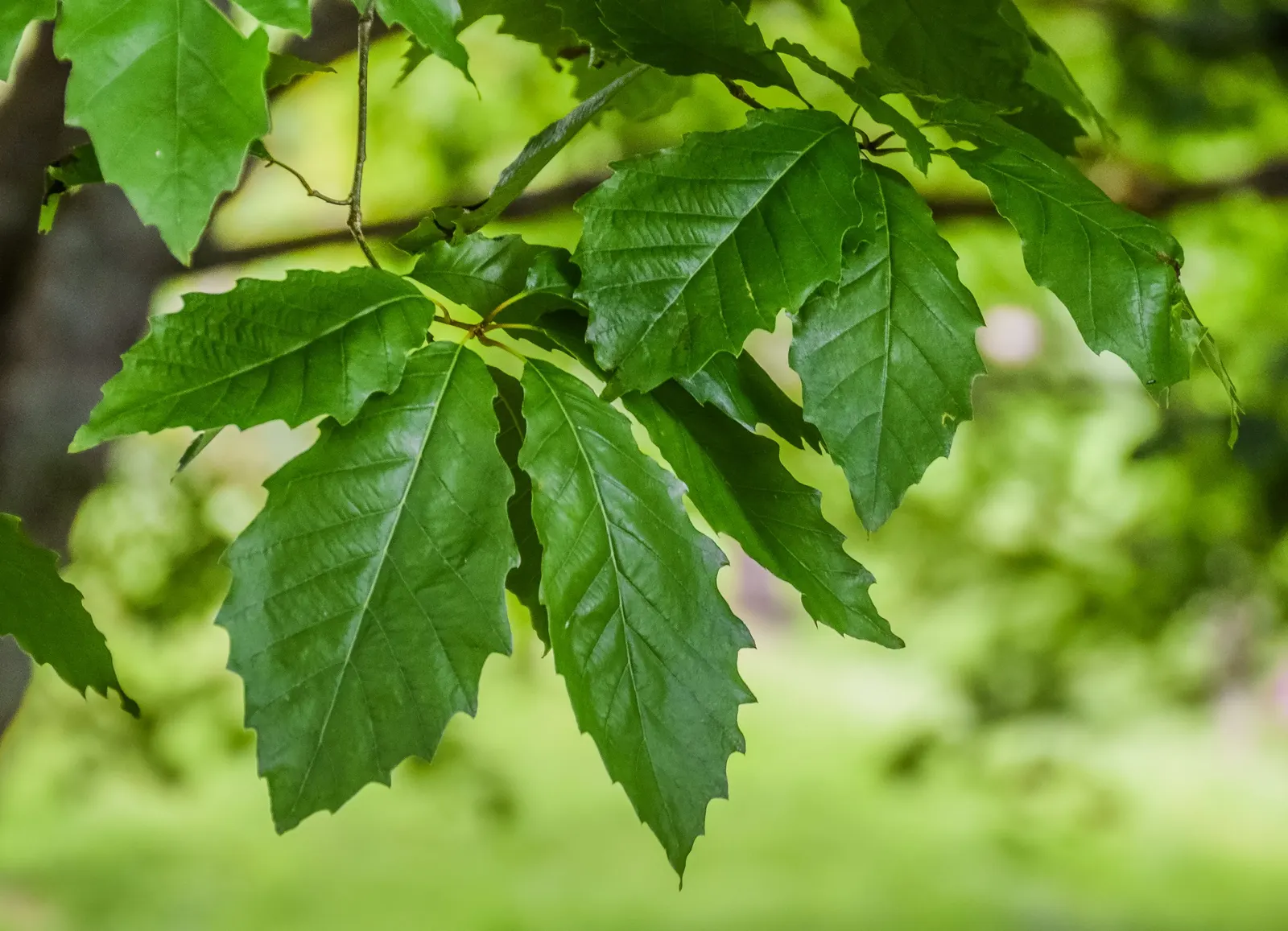 Chinquapin Oak (Quercus Muehlenbergii) — considering both vertical and horizontal growth