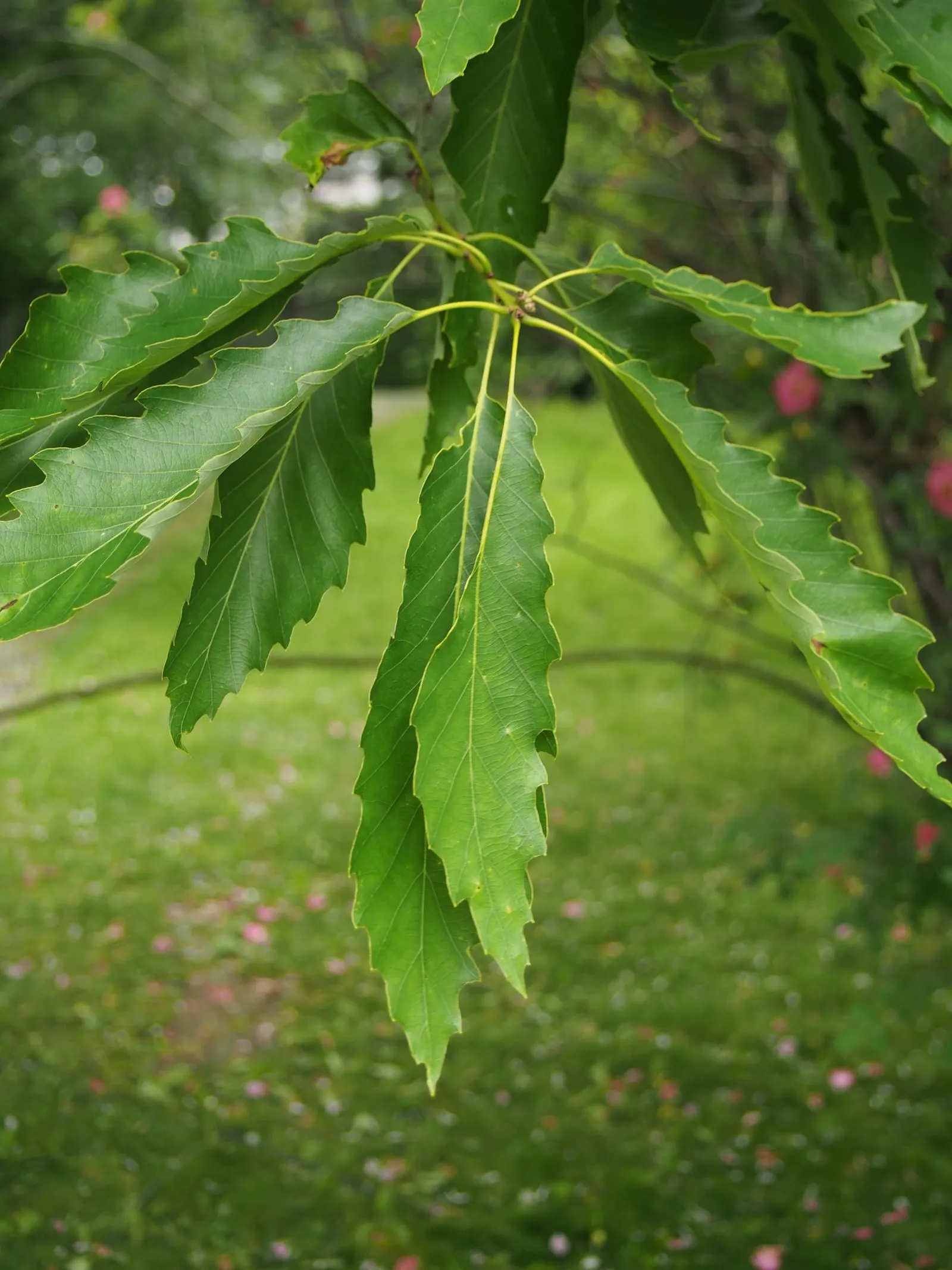 Chinquapin Oak (Quercus Muehlenbergii) — limestone-rich soils but is adaptable to drier conditions