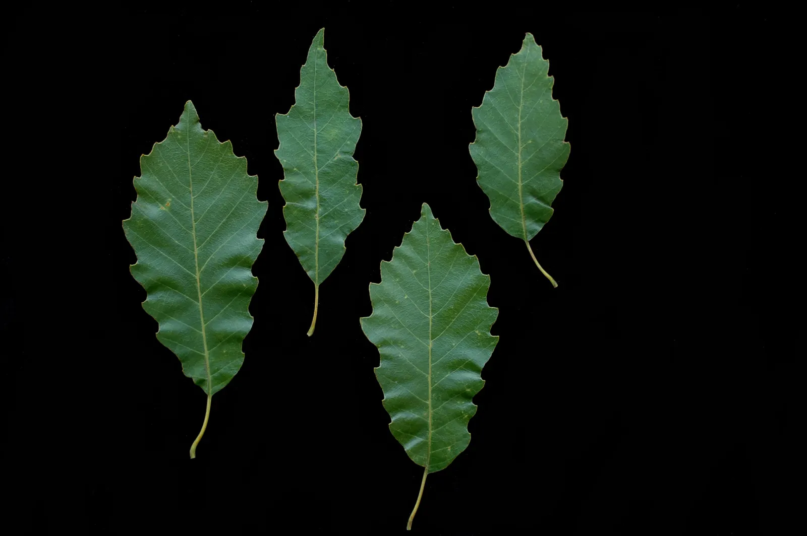 Chinquapin Oak (Quercus Muehlenbergii) — are sweet and attract a plethora of wildlife