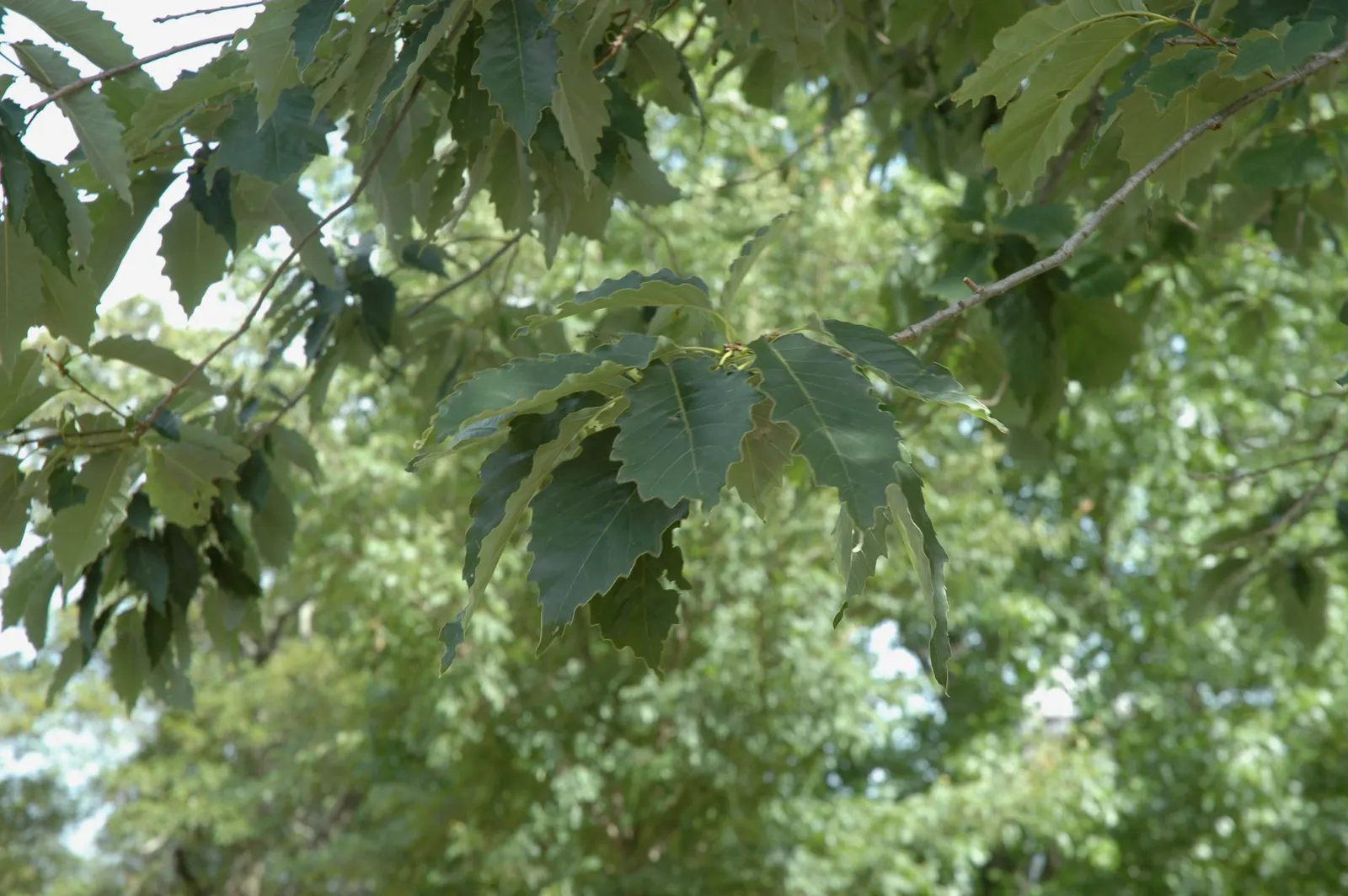 Chinquapin Oak (Quercus Muehlenbergii) — this robust oak can reach heights of 40 to 60 feet with a spread of 50 to 70 feet