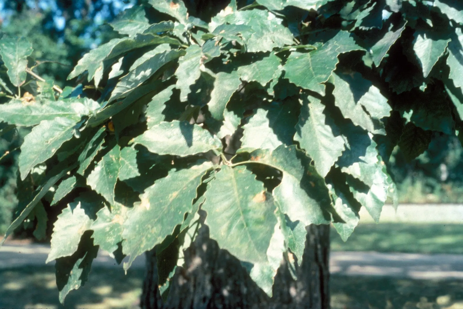 Chinquapin Oak (Quercus Muehlenbergii) — and they undergo a striking transformation throughout the seasons; bright green in the spring and summer