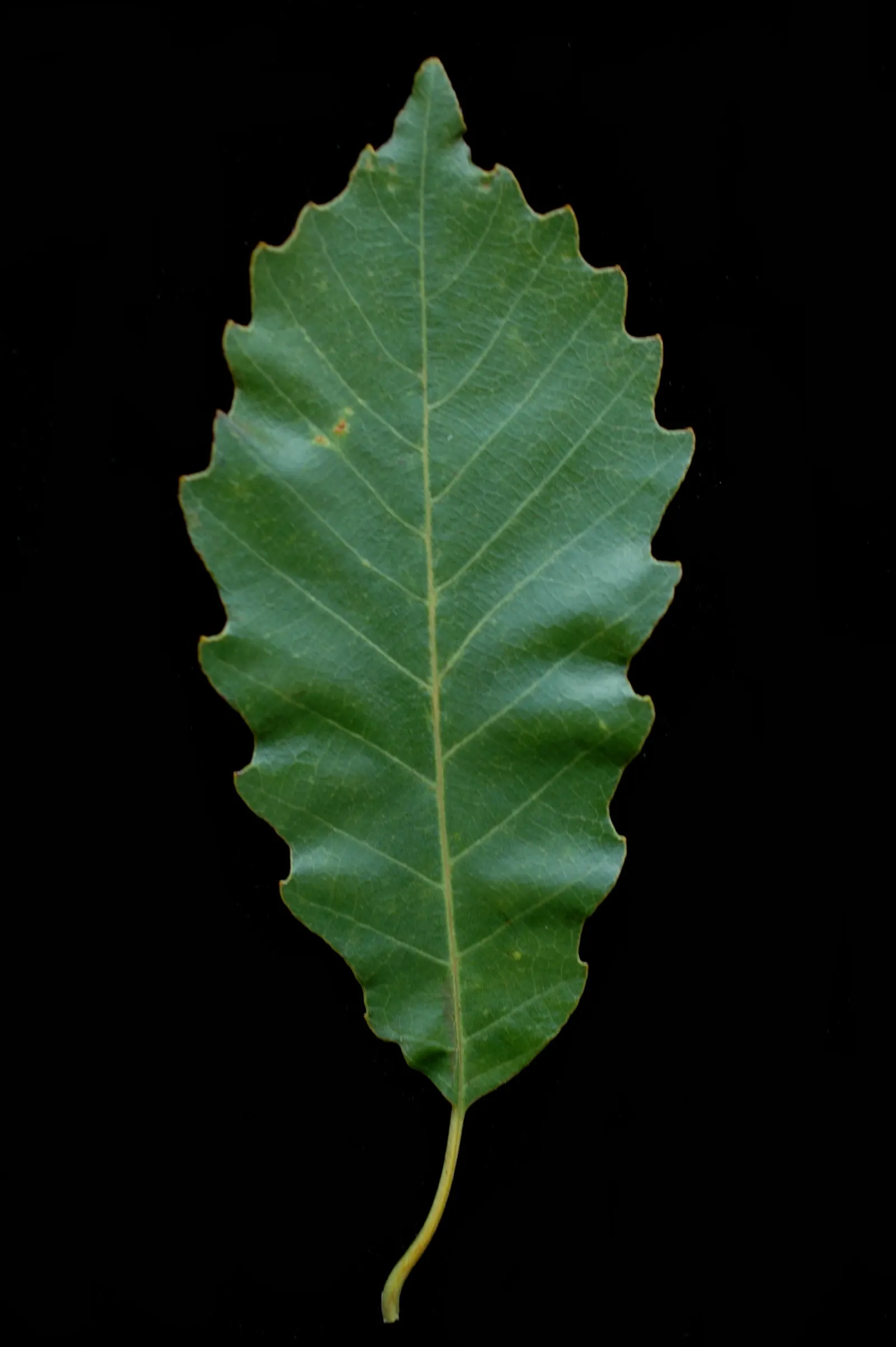 Chinquapin Oak (Quercus Muehlenbergii) — considering both vertical and horizontal growth; rounded canopy.<br><br>Its leaves are a distinctive feature