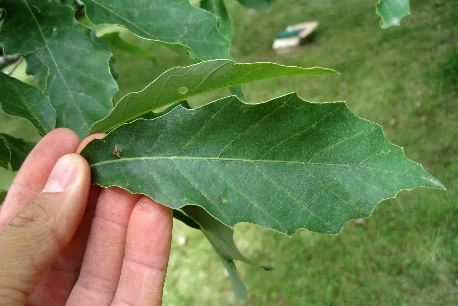 Chinquapin Oak (Quercus Muehlenbergii) — known for its adaptability and attractive toothed leaves; providing expansive shade with its broad