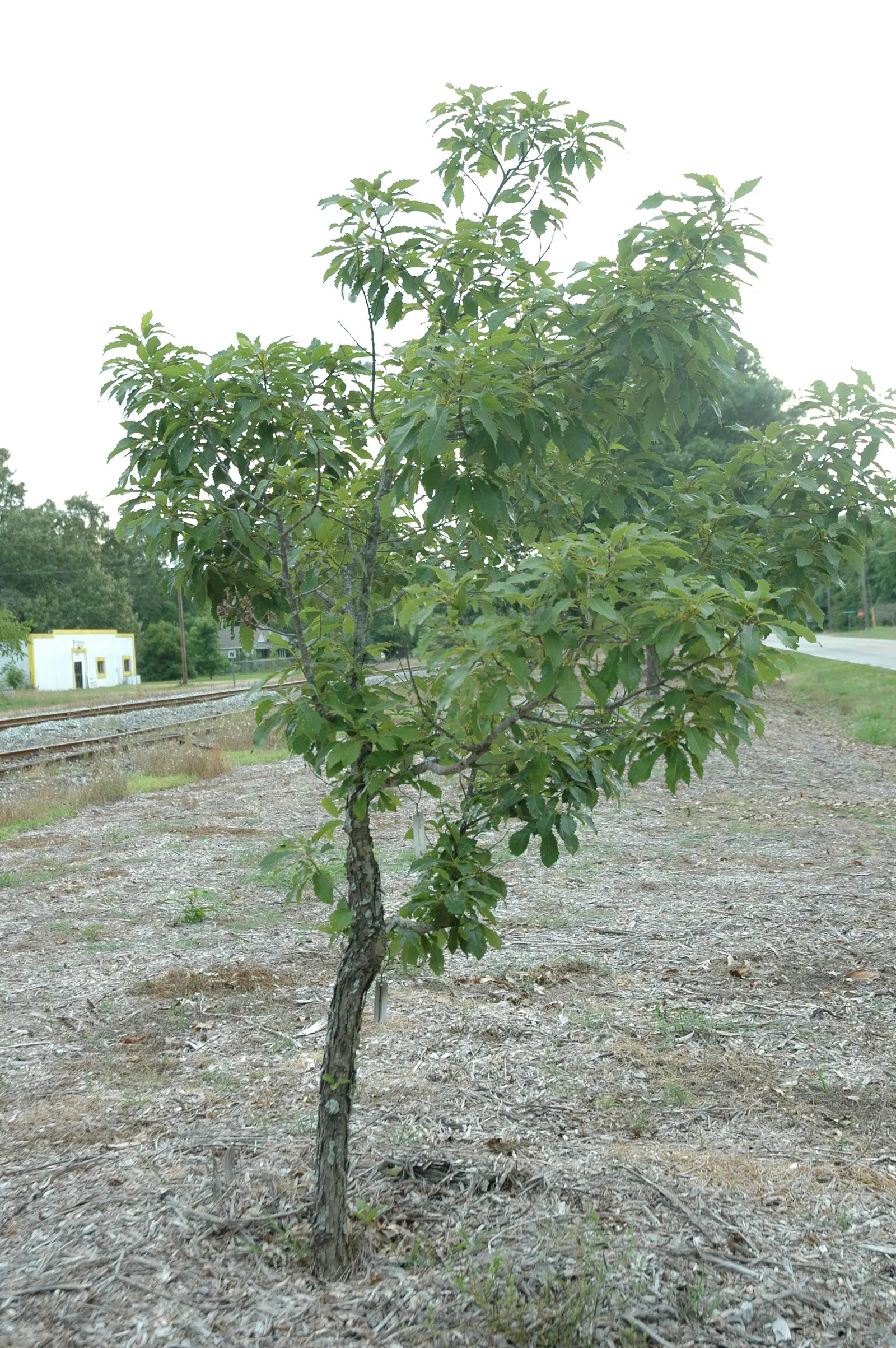 Chinquapin Oak (Quercus Muehlenbergii) — The bark is a light gray-brown color