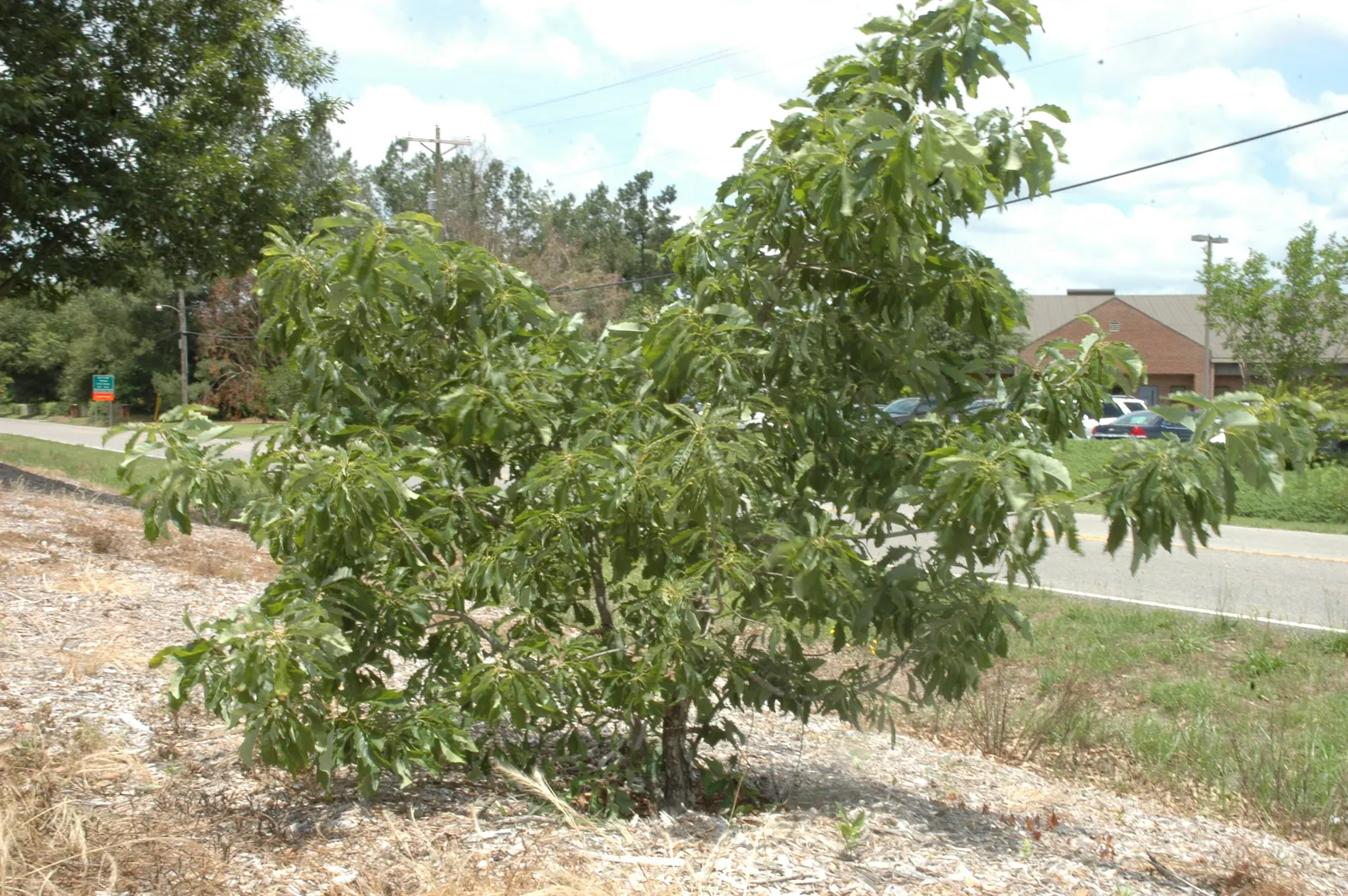 Chinquapin Oak (Quercus Muehlenbergii) — adding an ecological benefit to its surroundings; it has a moderate growth rate