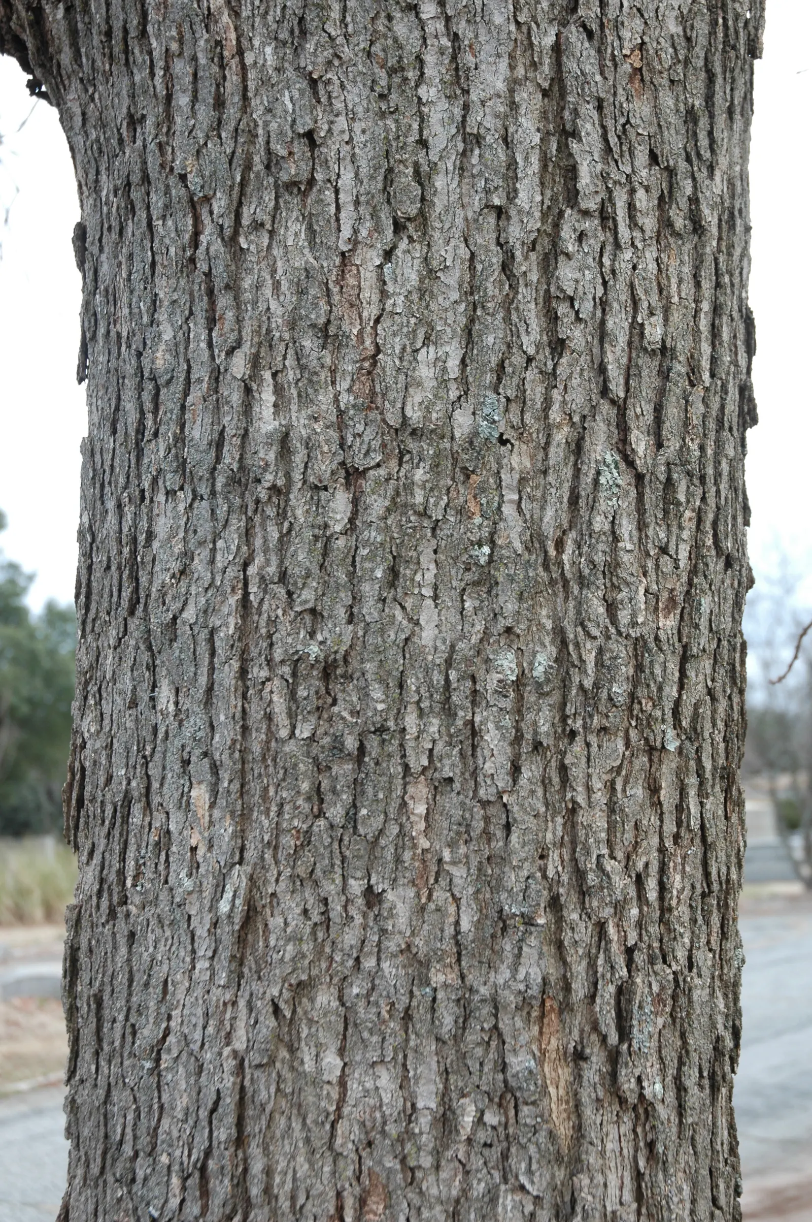 Chinquapin Oak (Quercus Muehlenbergii) — When planning for this oak