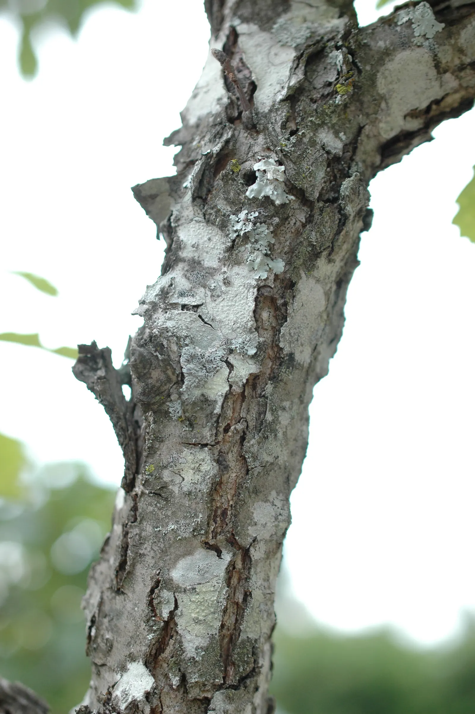 Chinquapin Oak (Quercus Muehlenbergii) — The tree's acorns provide food for local wildlife, enhancing biodiversity in the landscape; this robust, image 64