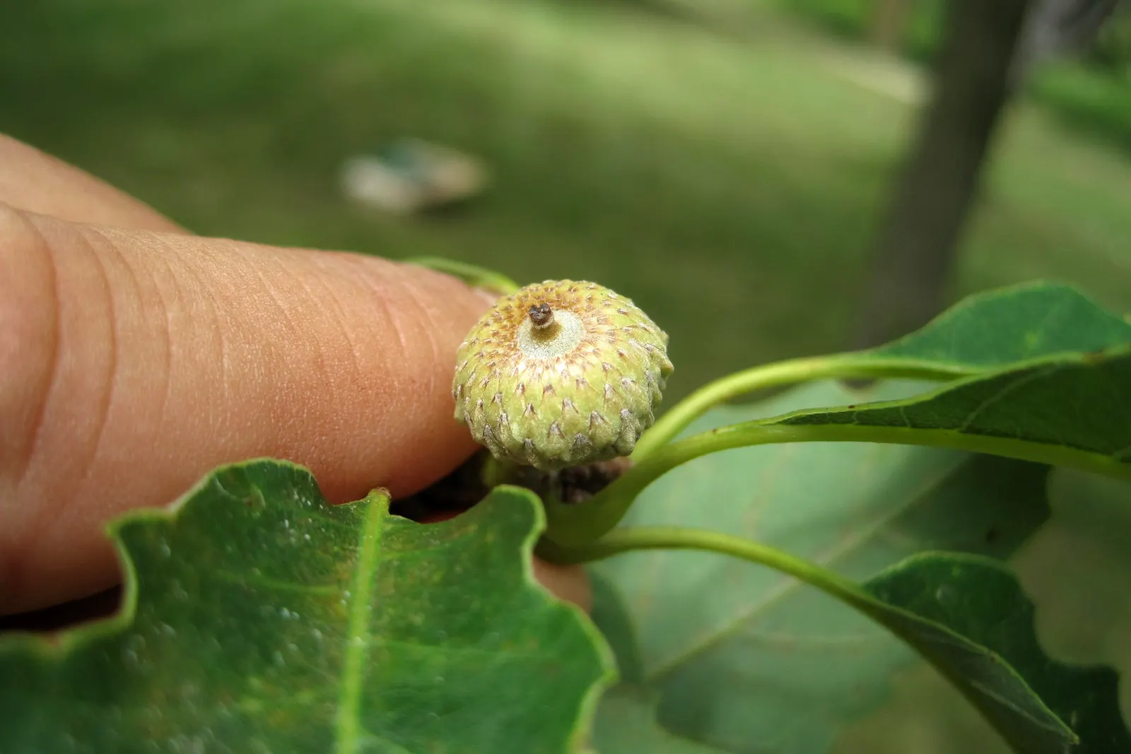 Chinquapin Oak (Quercus Muehlenbergii) — is a sturdy deciduous tree