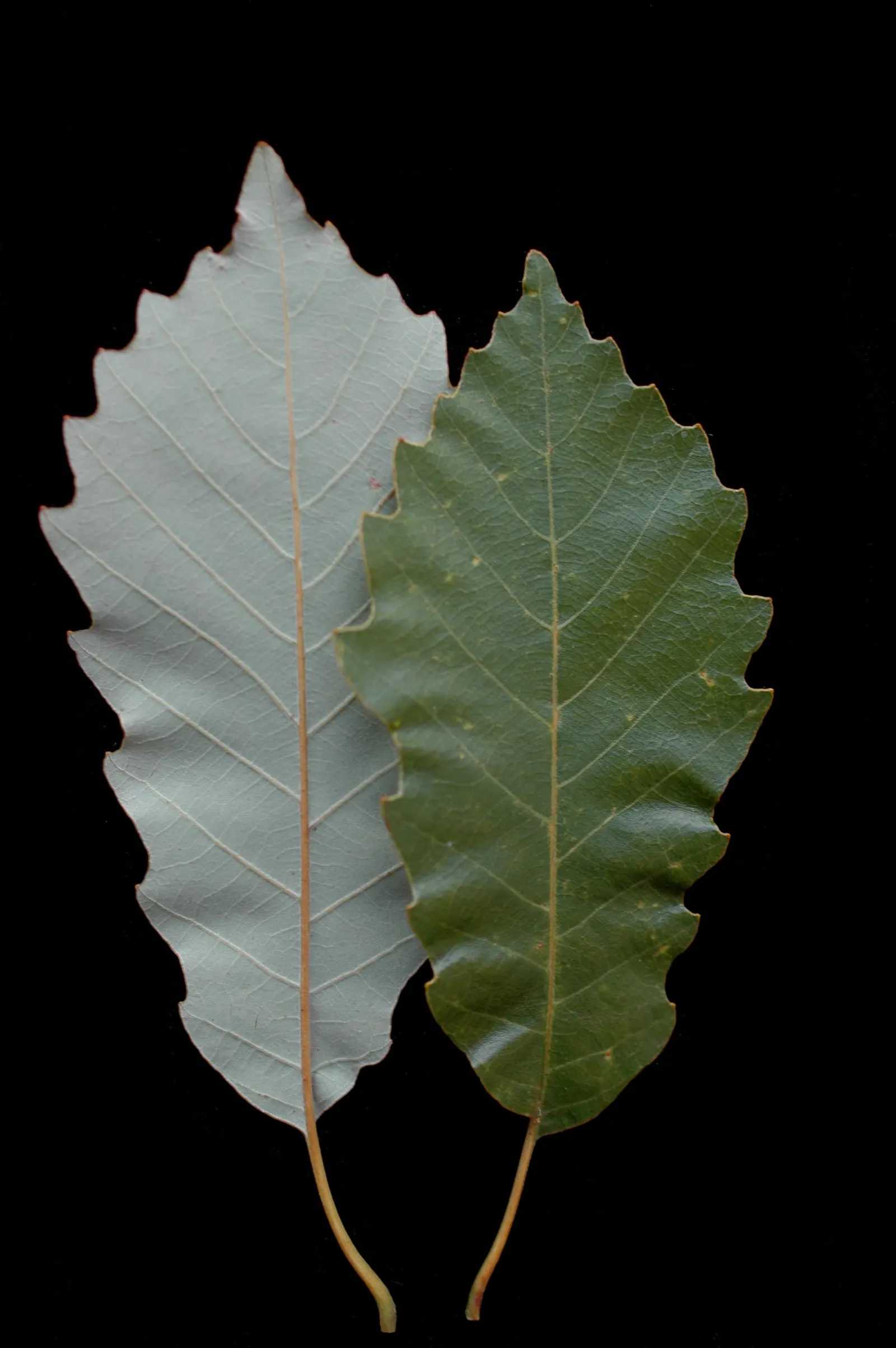 Chinquapin Oak (Quercus Muehlenbergii) — It grows to 40-70 feet tall with a similar spread; limestone-rich soils but is adaptable to drier conditions