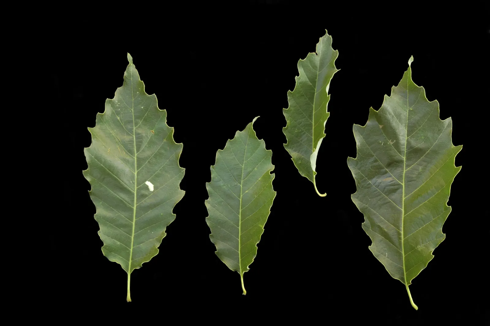 Chinquapin Oak (Quercus Muehlenbergii) — typically adding about 1 to 2 feet annually.<br><br>Its acorns