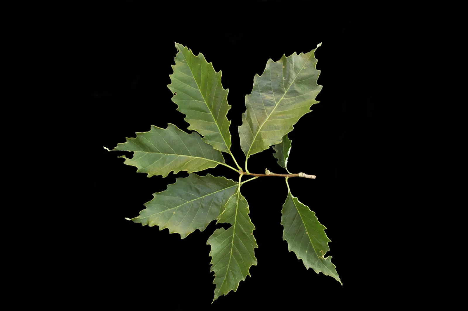 Chinquapin Oak (Quercus Muehlenbergii) — scientifically referred to as Quercus muehlenbergii; the Chinquapin Oak prefers well-drained, image 65