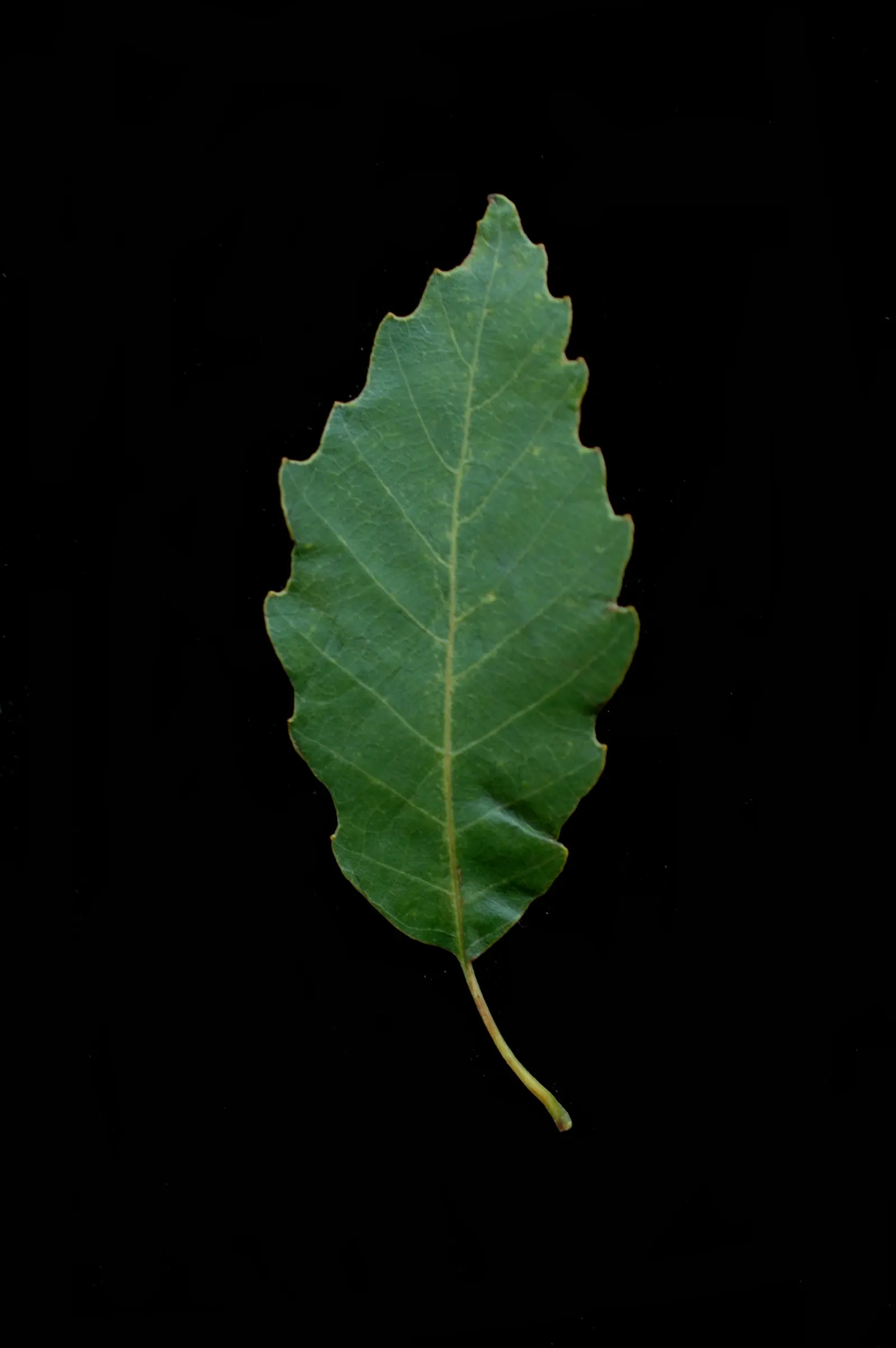 Chinquapin Oak (Quercus Muehlenbergii) — The tree's acorns provide food for local wildlife, enhancing biodiversity in the landscape; this robust oak can reach