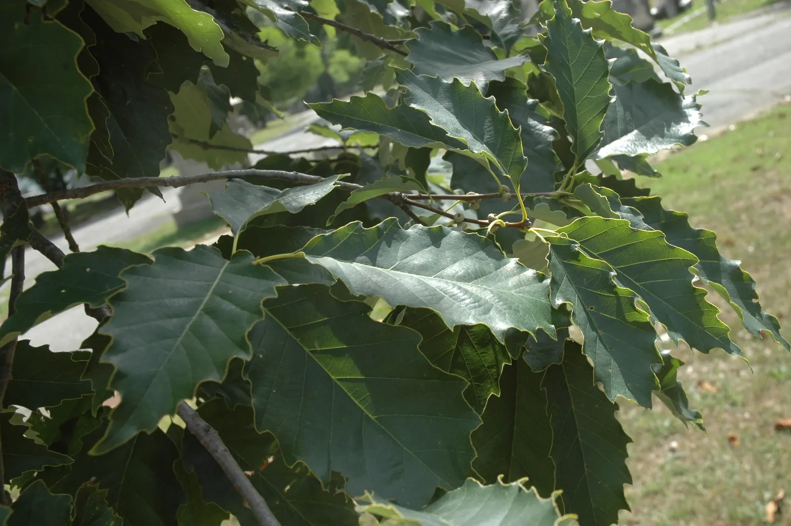 Chinquapin Oak (Quercus Muehlenbergii) — limestone-rich soils but is adaptable to drier conditions; scientifically referred to as Quercus muehlenbergii