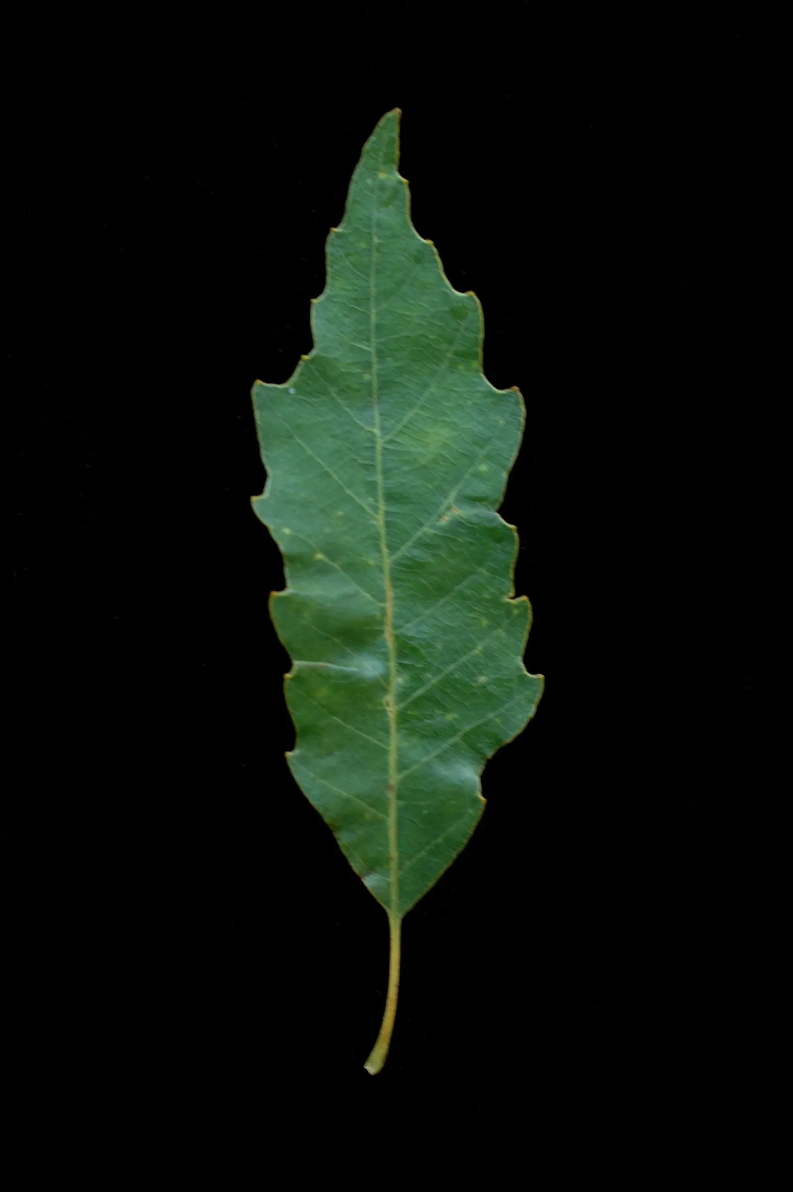 Chinquapin Oak (Quercus Muehlenbergii) — is a majestic deciduous tree favored for its adaptability and stately appearance in landscape design; adding an