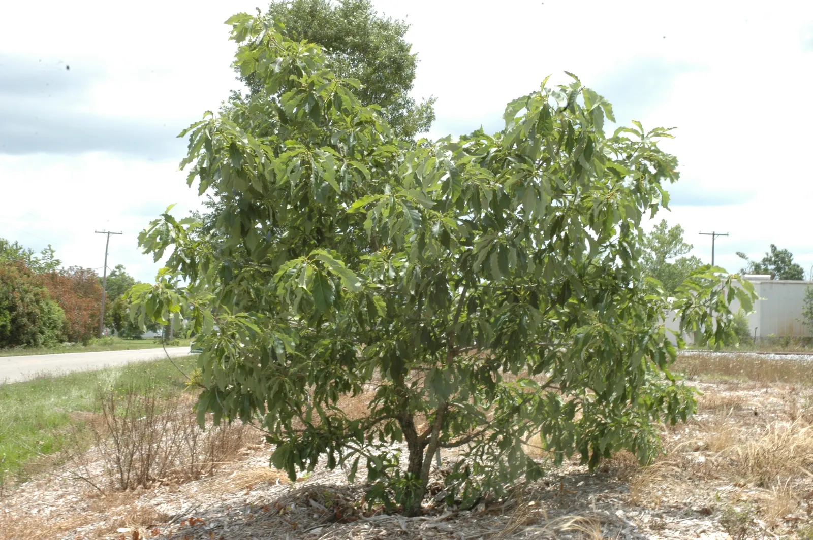 Chinquapin Oak (Quercus Muehlenbergii) — known for its adaptability and attractive toothed leaves; providing expansive shade with its broad, image 60