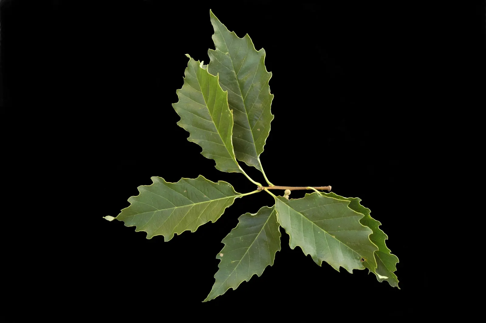 Chinquapin Oak (Quercus Muehlenbergii) — providing expansive shade with its broad