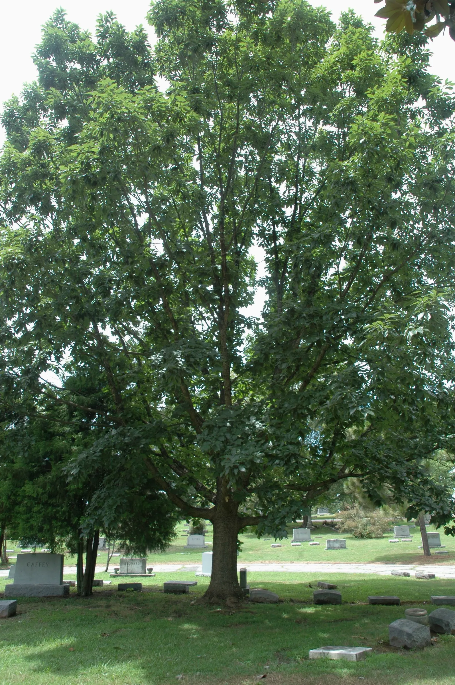 Chinquapin Oak (Quercus Muehlenbergii) — adding an ecological benefit to its surroundings
