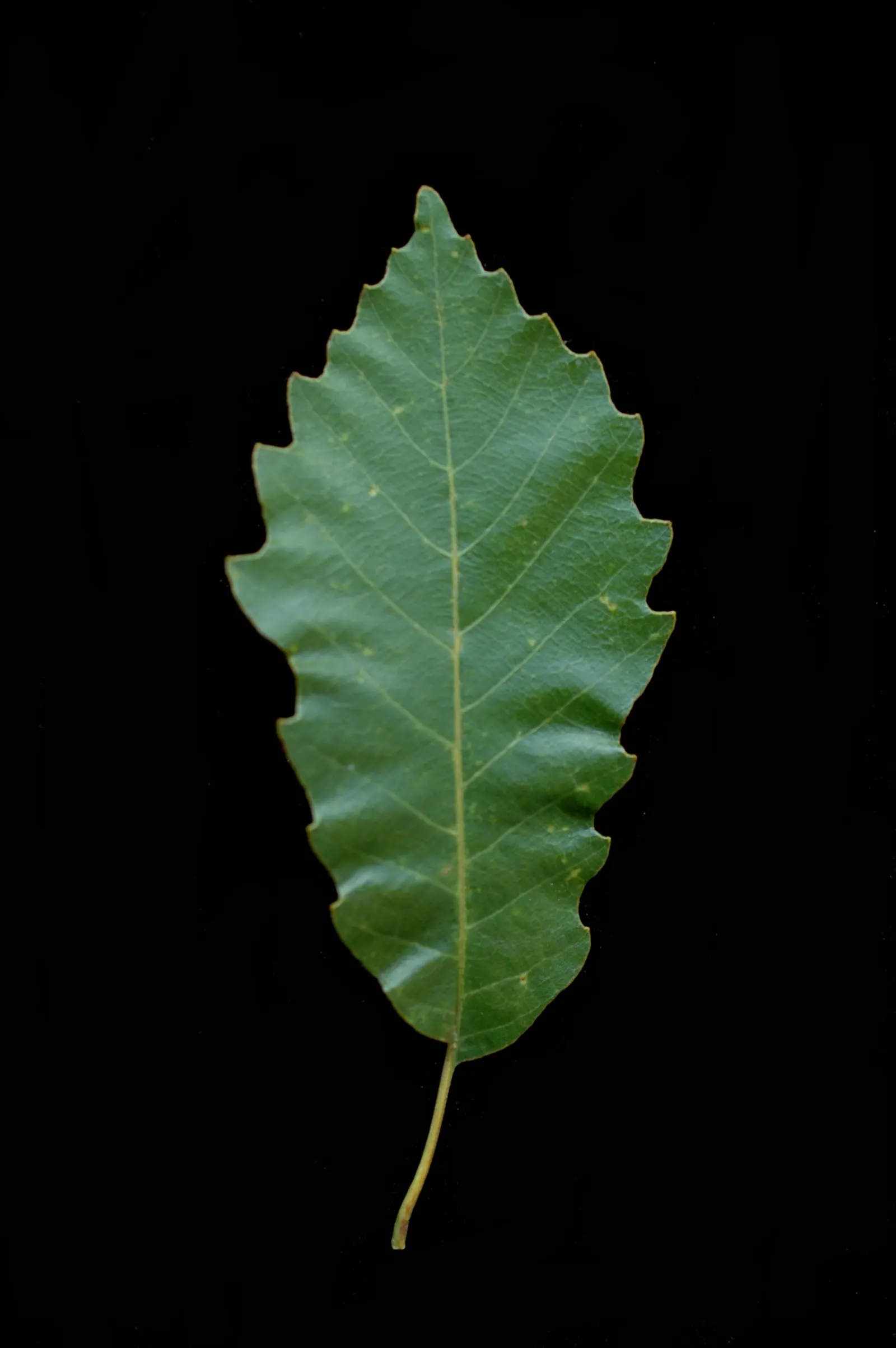 Chinquapin Oak (Quercus Muehlenbergii) — this robust oak can reach heights of 40 to 60 feet with a spread of 50 to 70 feet; thriving in USDA hardiness zones 4