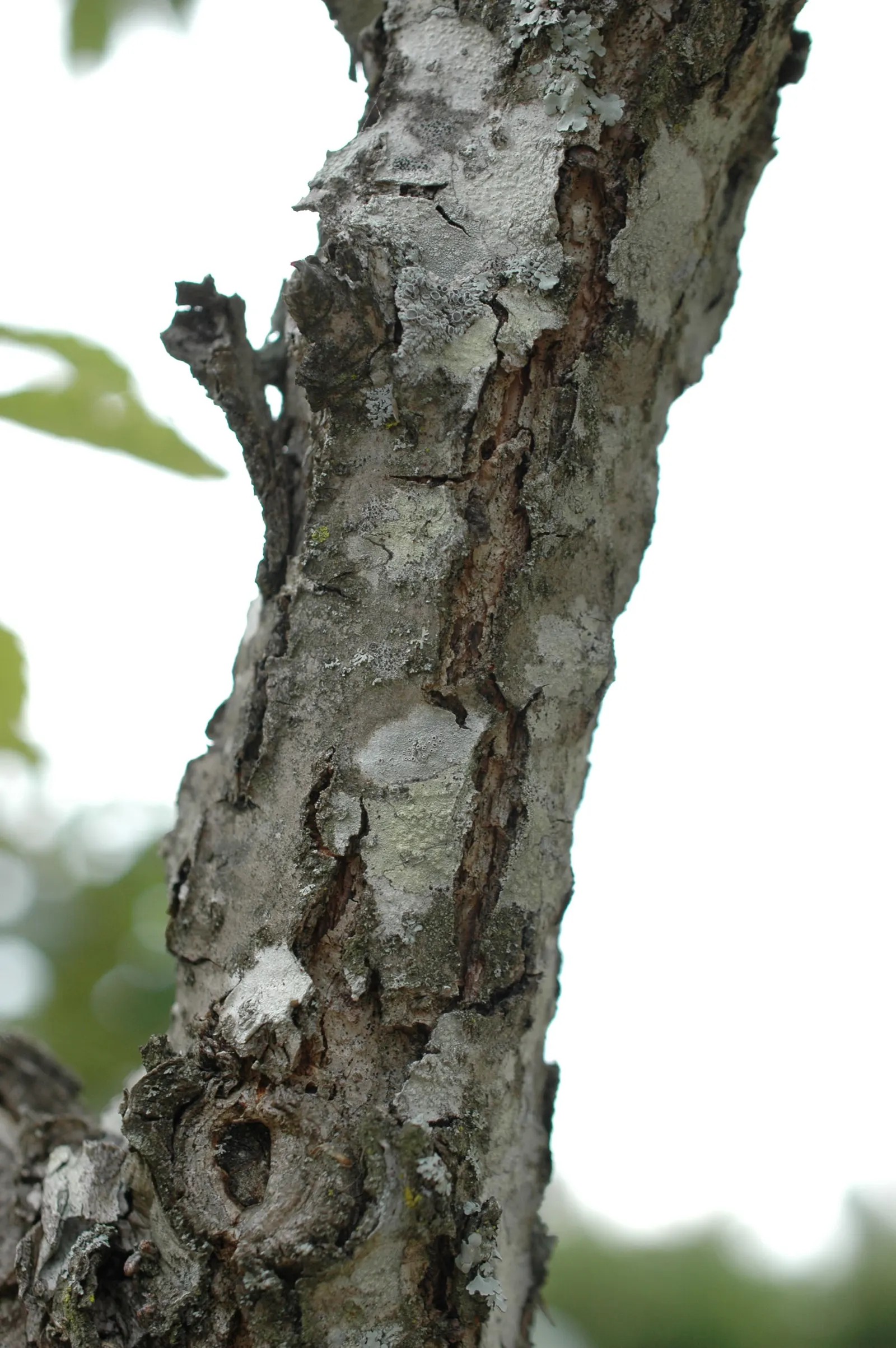 Chinquapin Oak (Quercus Muehlenbergii) — This species thrives in well-drained soils and full sun exposure, offering a generous shade canopy