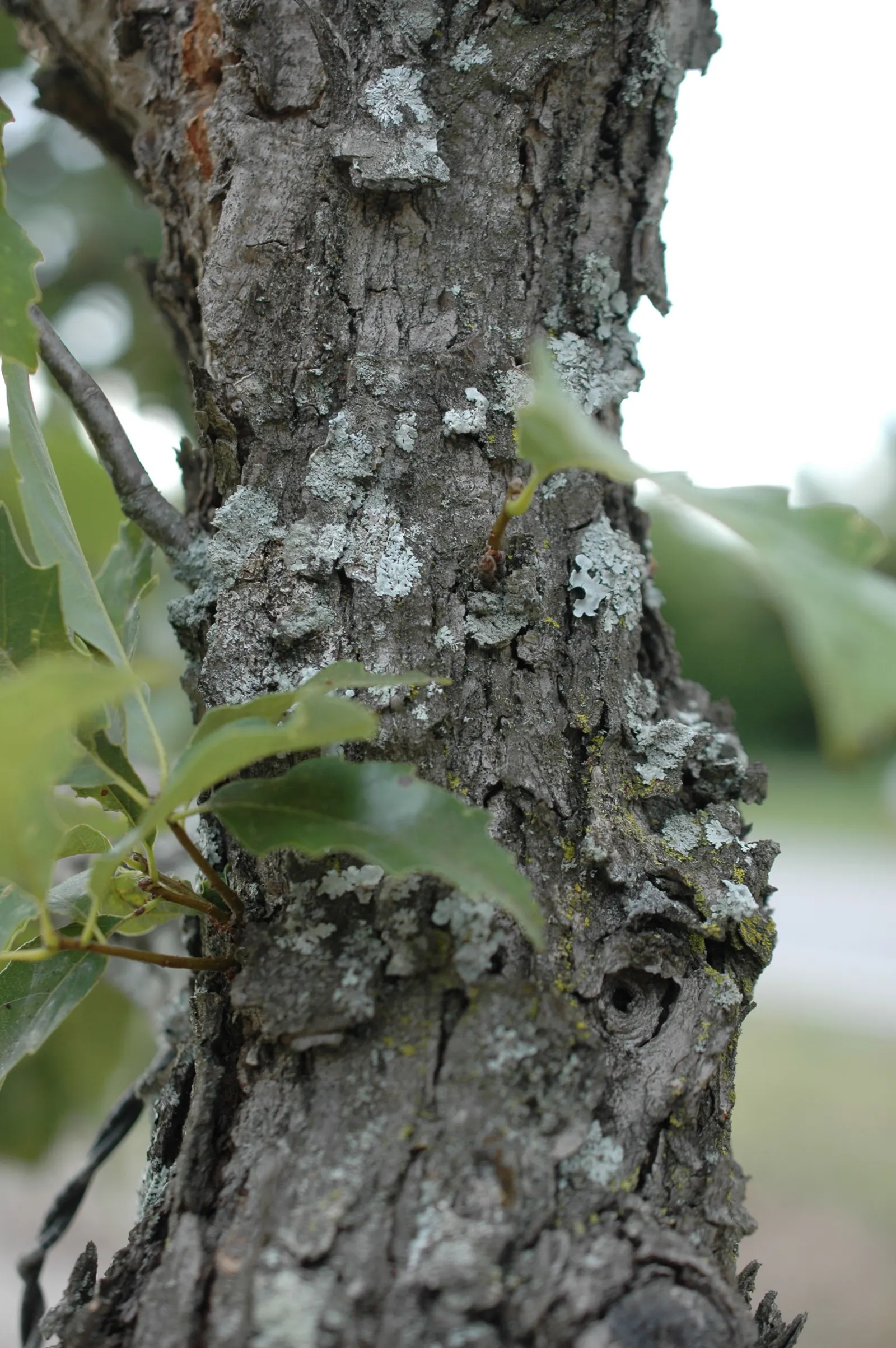Chinquapin Oak (Quercus Muehlenbergii) — providing expansive shade with its broad; the bark is a light gray-brown color