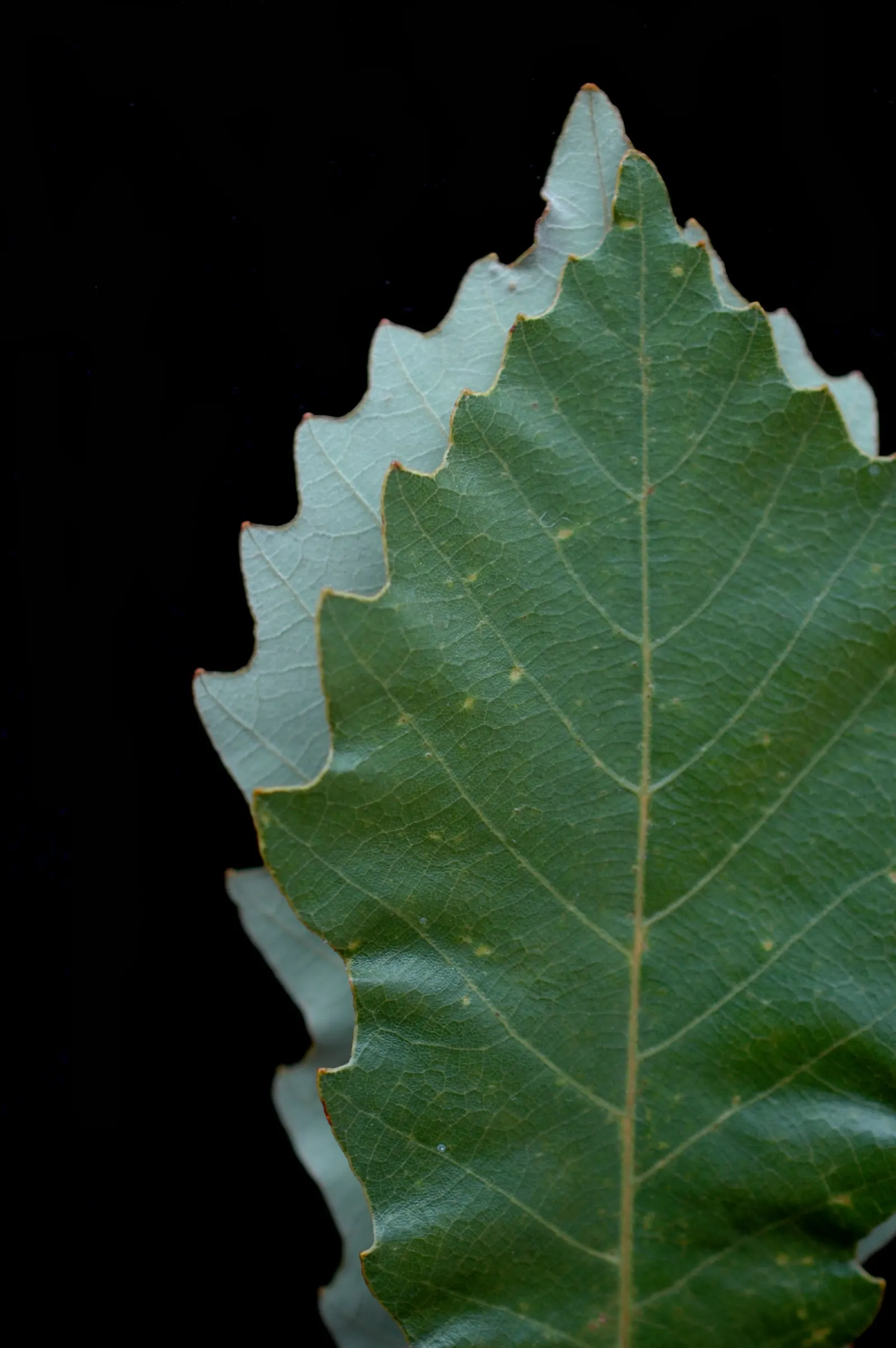 Chinquapin Oak (Quercus Muehlenbergii) — tree for full