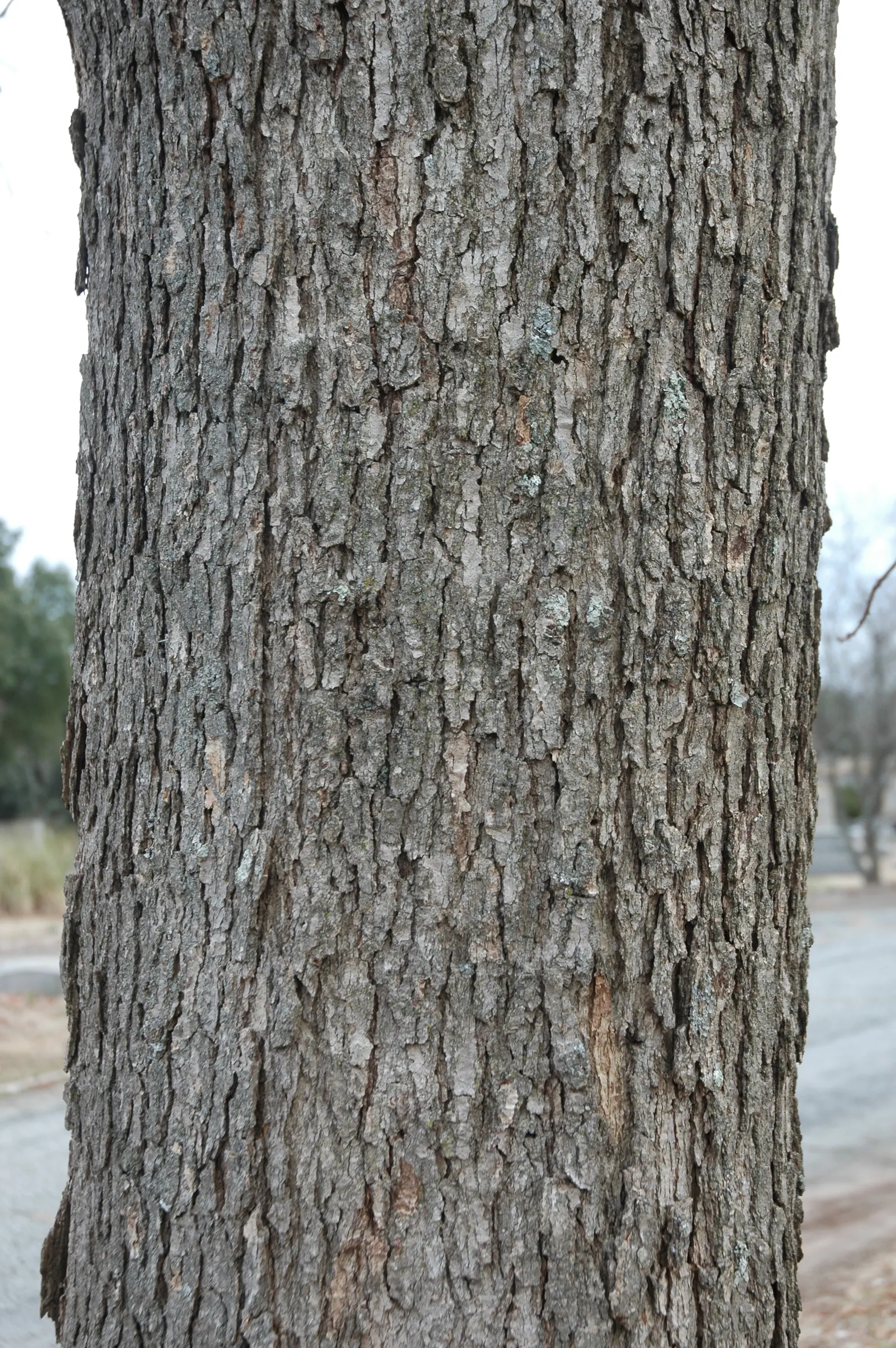 Chinquapin Oak (Quercus Muehlenbergii) — while small at around 0.5 to 1 inch; the tree's acorns provide food for local wildlife, enhancing biodiversity in the