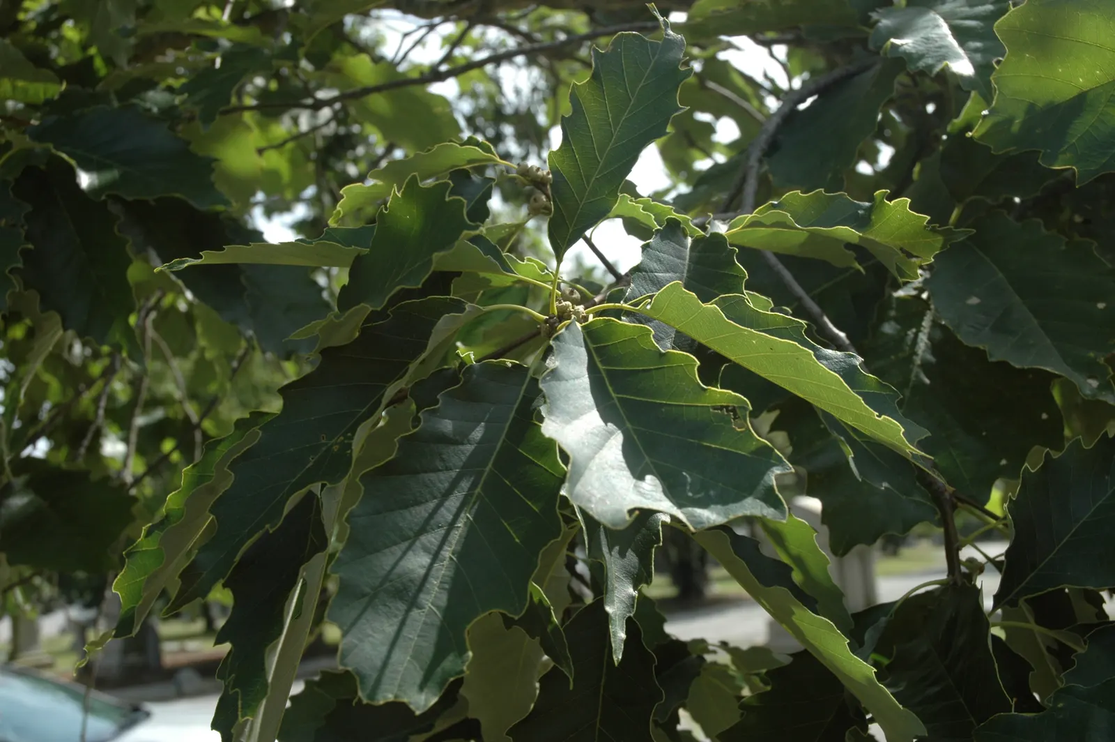 Chinquapin Oak (Quercus Muehlenbergii) — with sharply serrated edges reminiscent of a chestnut