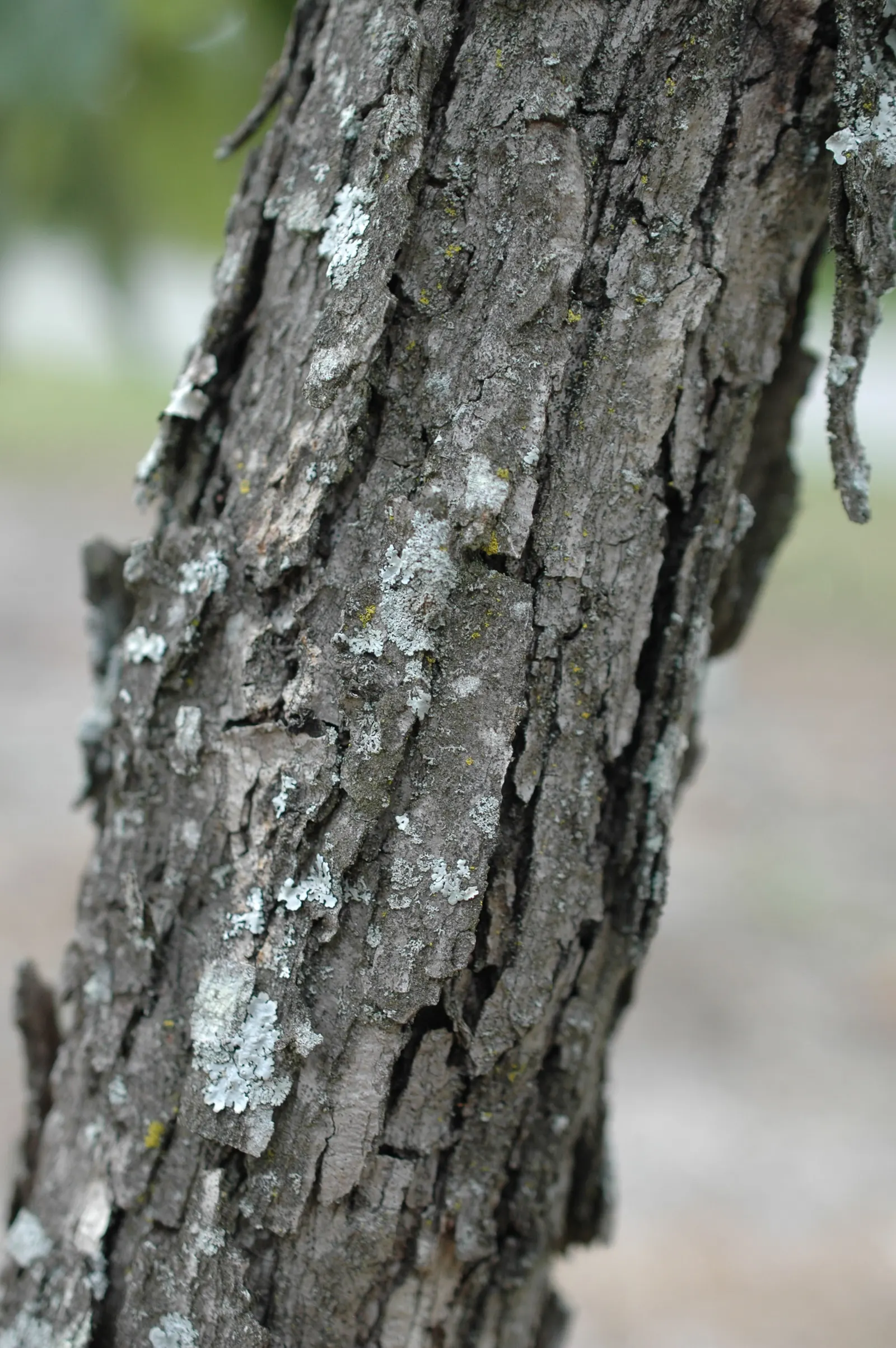 Chinquapin Oak (Quercus Muehlenbergii) — making it a versatile choice for diverse landscapes; and they undergo a striking transformation throughout the