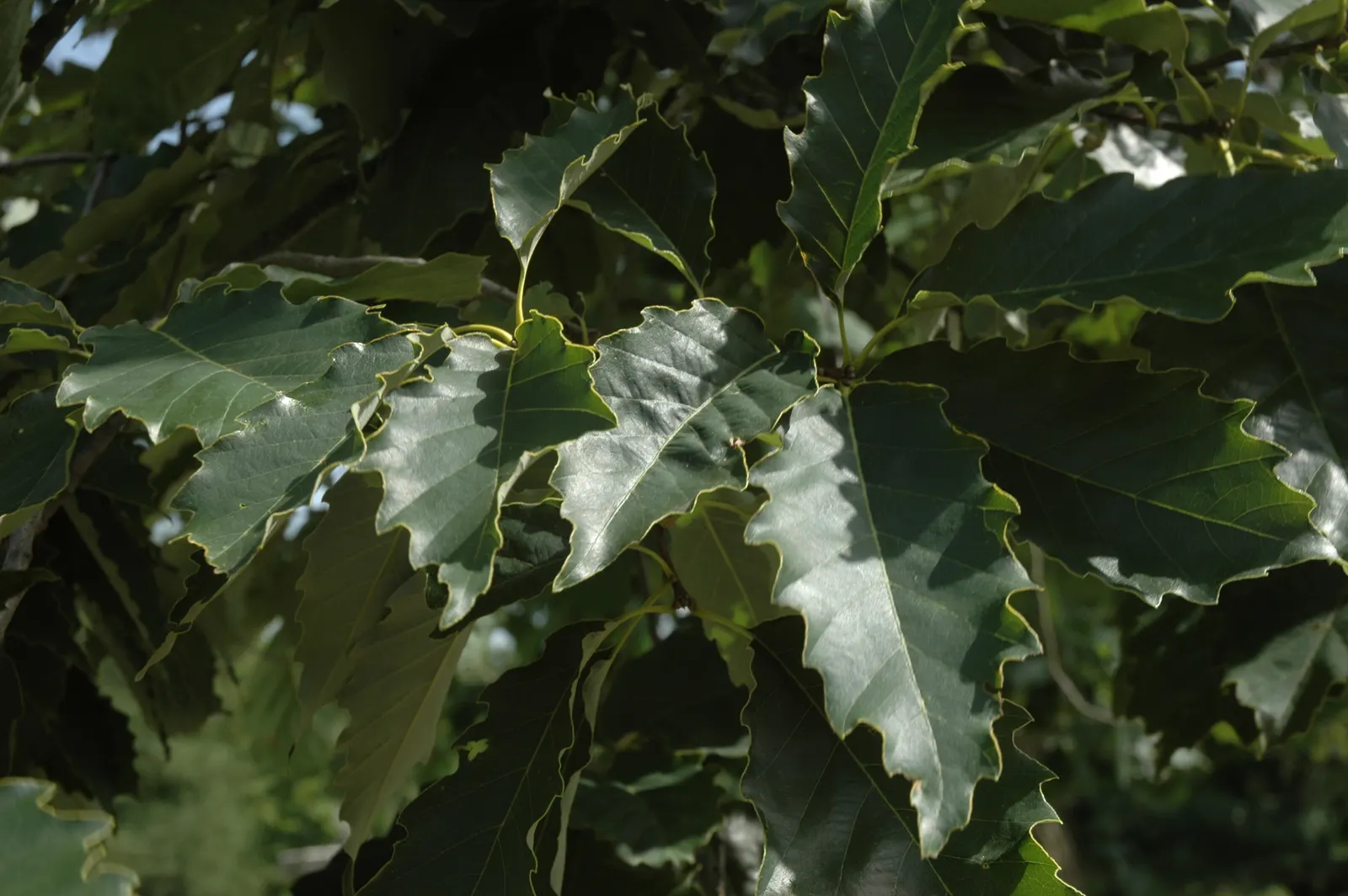 Chinquapin Oak (Quercus Muehlenbergii) — The Chinquapin Oak's hardiness and grandeur make it an excellent selection for parks