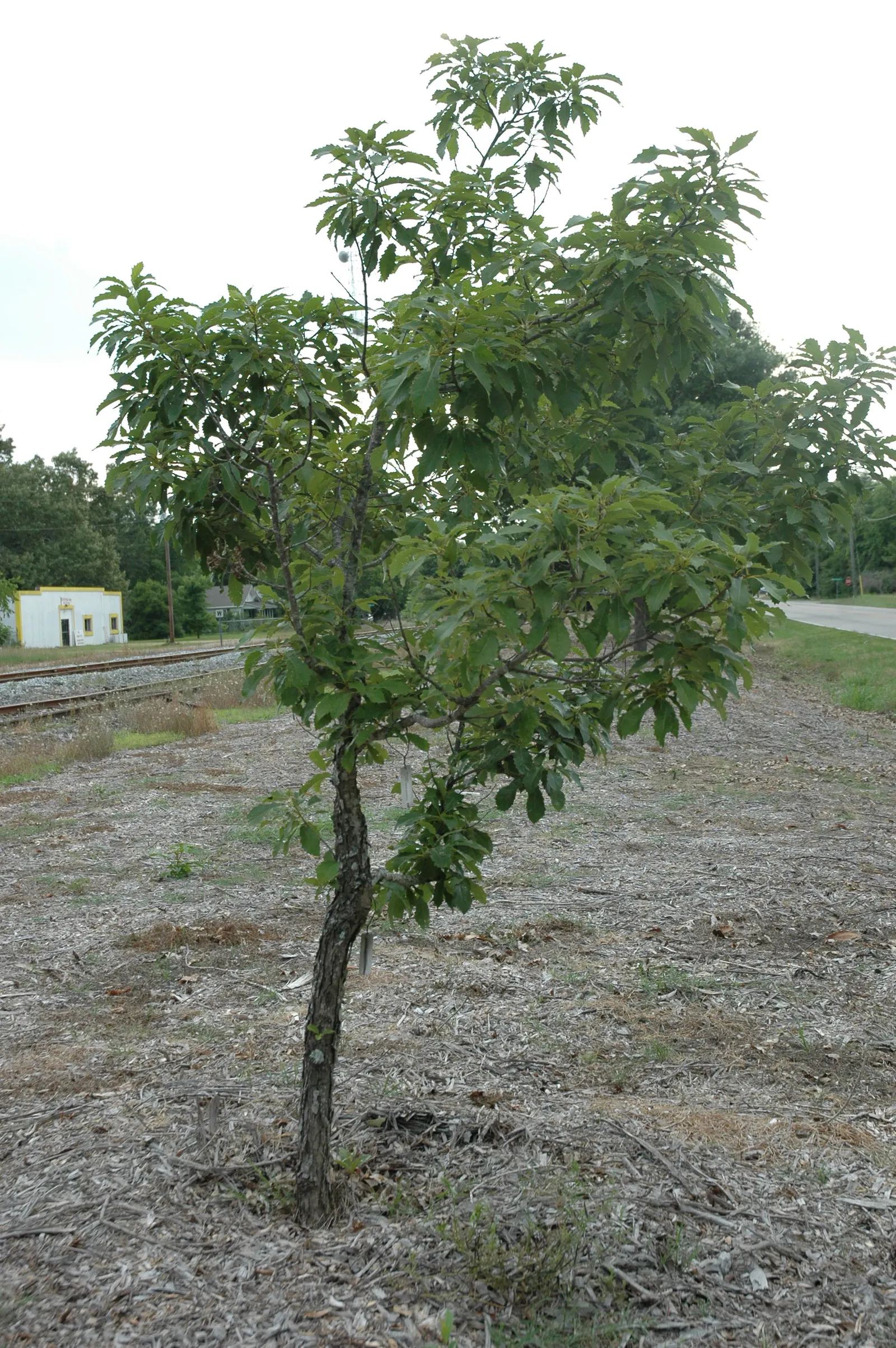 Chinquapin Oak (Quercus Muehlenbergii) — Thriving in USDA hardiness zones 4 through 7; known for its adaptability and attractive toothed leaves