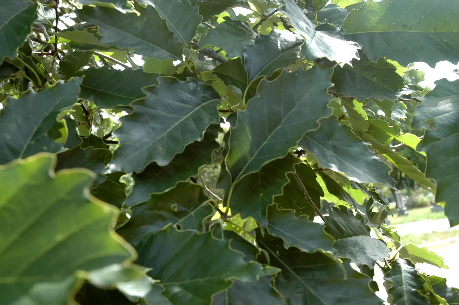 Chinquapin Oak (Quercus Muehlenbergii) — tree for full; ensure ample space is provided to accommodate its eventual size