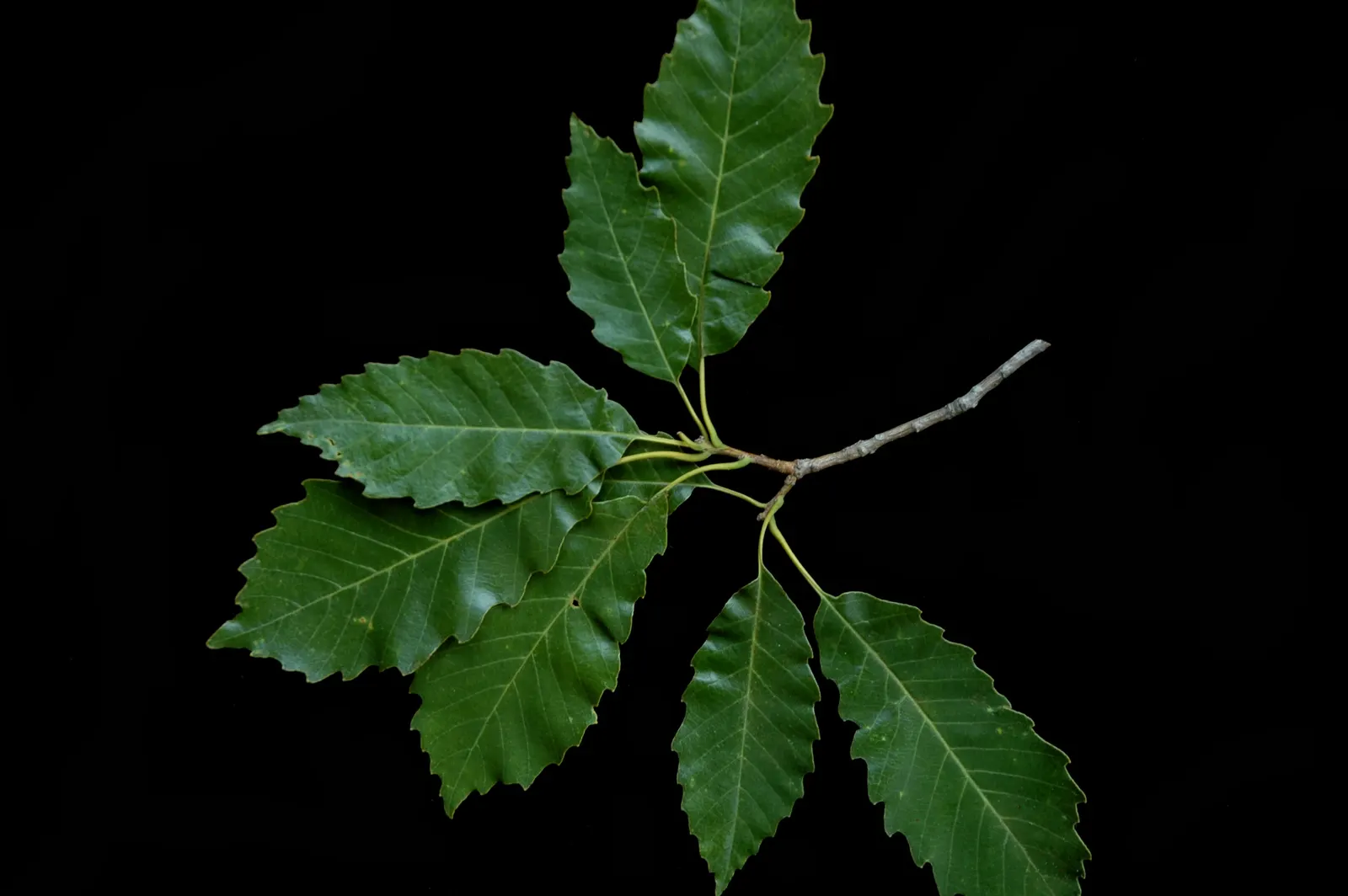Chinquapin Oak (Quercus Muehlenbergii) — It grows to 40-70 feet tall with a similar spread; limestone-rich soils but is adaptable to drier, image 61