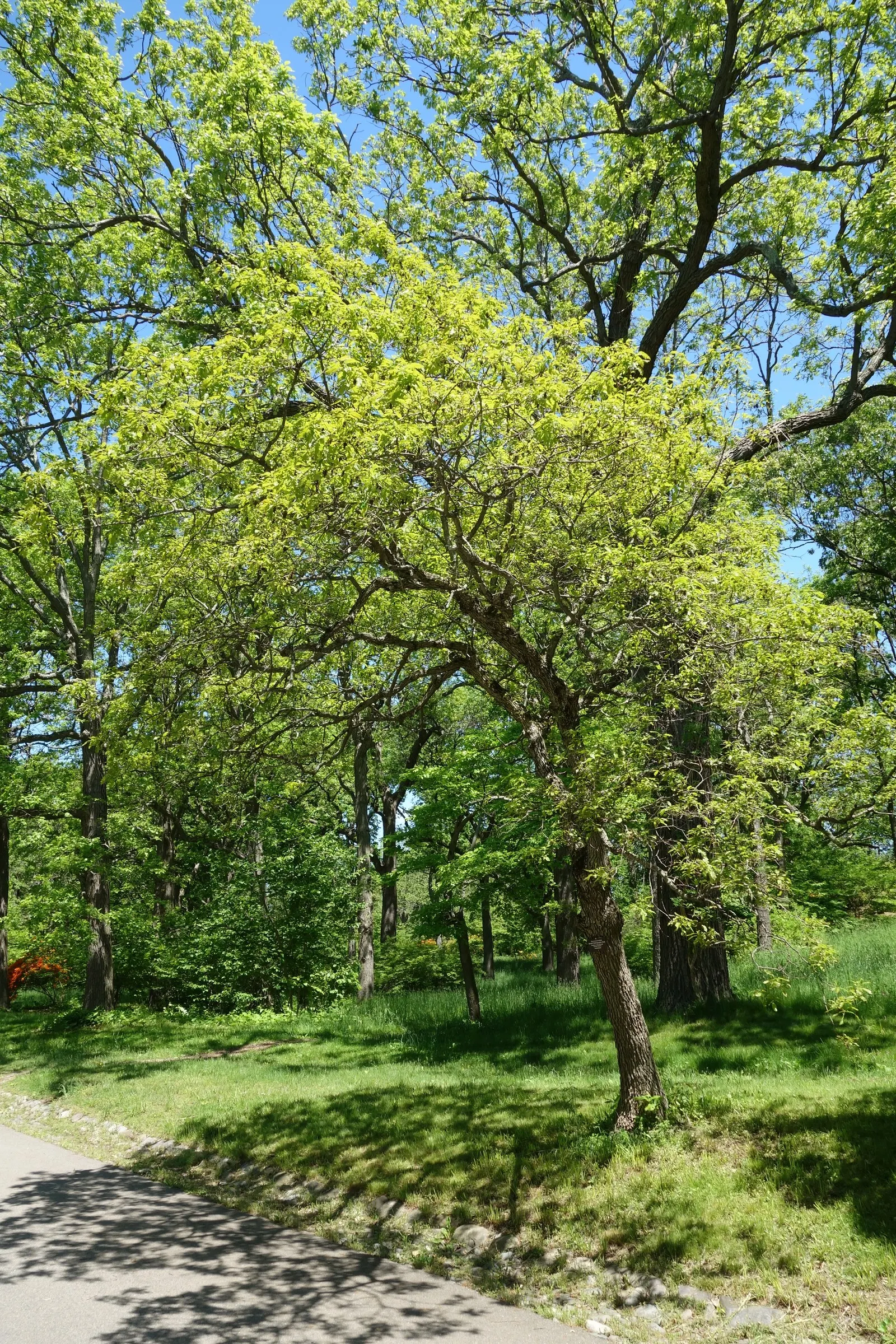 Chinquapin Oak (Quercus Muehlenbergii) — the Chinquapin Oak prefers well-drained; tree for full