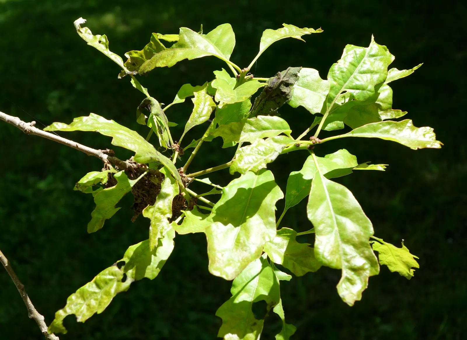 Chinquapin Oak (Quercus Muehlenbergii) — This species thrives in well-drained soils and full sun exposure, offering a generous shade canopy; when planning for