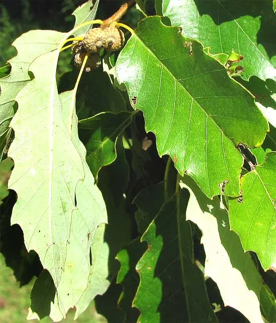 Chinquapin Oak (Quercus Muehlenbergii) — scientifically referred to as Quercus muehlenbergii; the Chinquapin Oak prefers well-drained