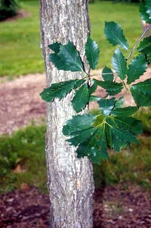 Chinquapin Oak (Quercus Muehlenbergii) — are sweet and attract a plethora of wildlife; with sharply serrated edges reminiscent of a chestnut