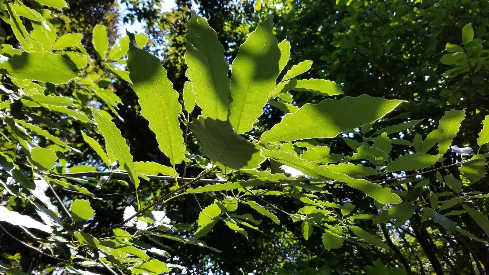 Chinquapin Oak (Quercus Muehlenbergii) — It has a moderate growth rate