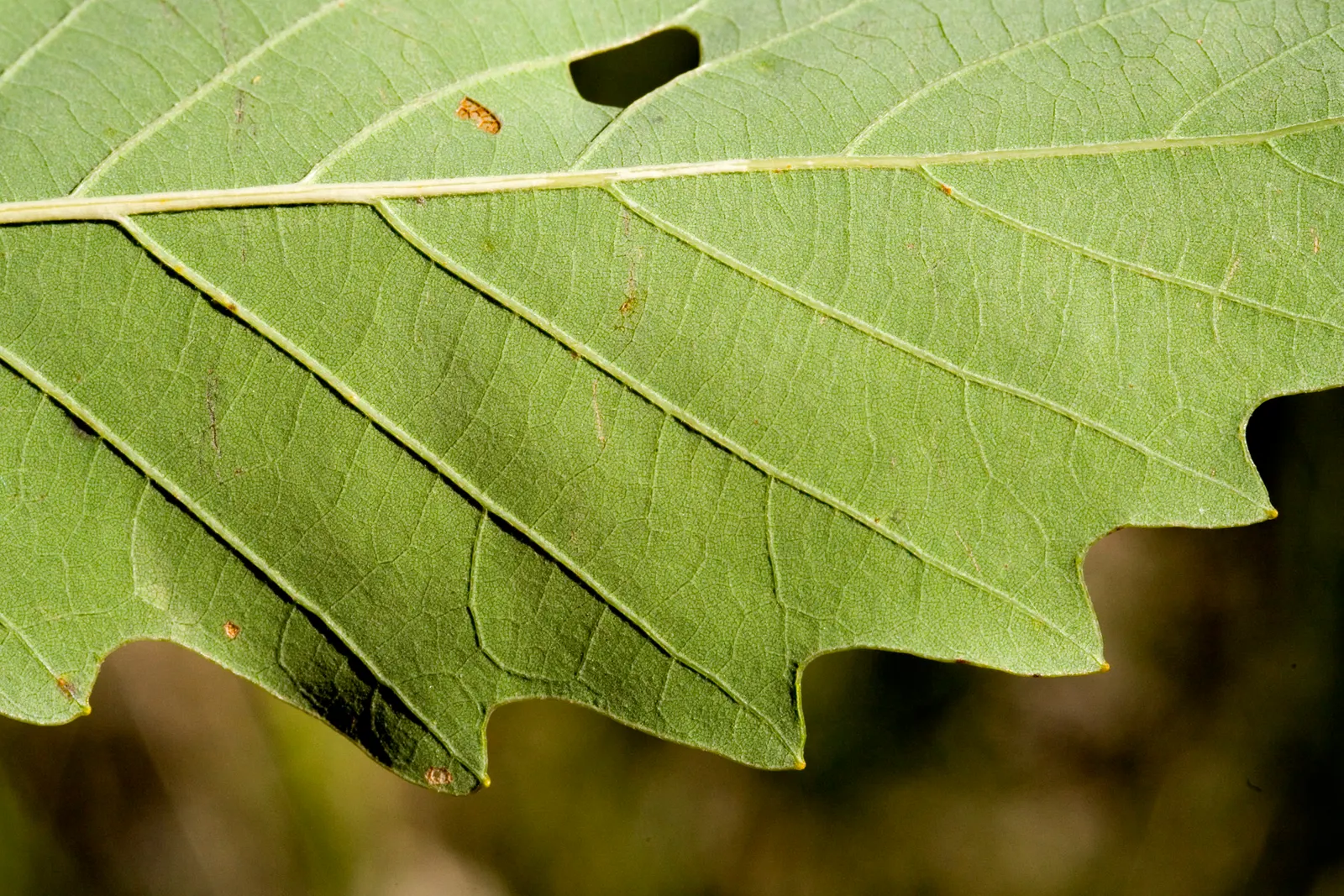 Chinquapin Oak (Quercus Muehlenbergii) — turning to rich shades of yellow and burnt orange in the fall