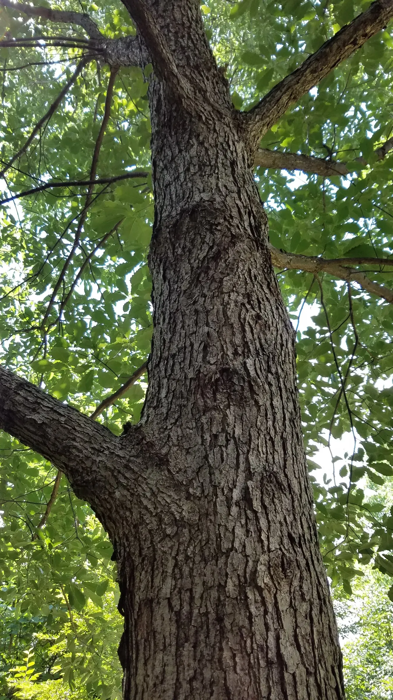 Chinquapin Oak (Quercus Muehlenbergii) — is a sturdy deciduous tree; this species thrives in well-drained soils and full sun exposure, offering a, image 59