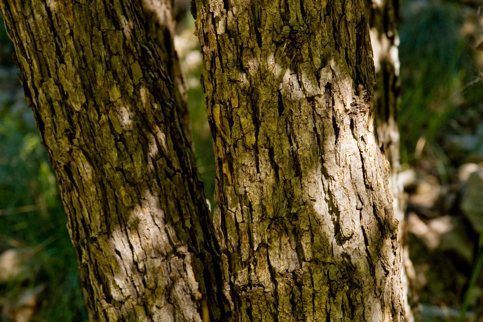 Chinquapin Oak (Quercus Muehlenbergii) — Thriving in USDA hardiness zones 4 through 7