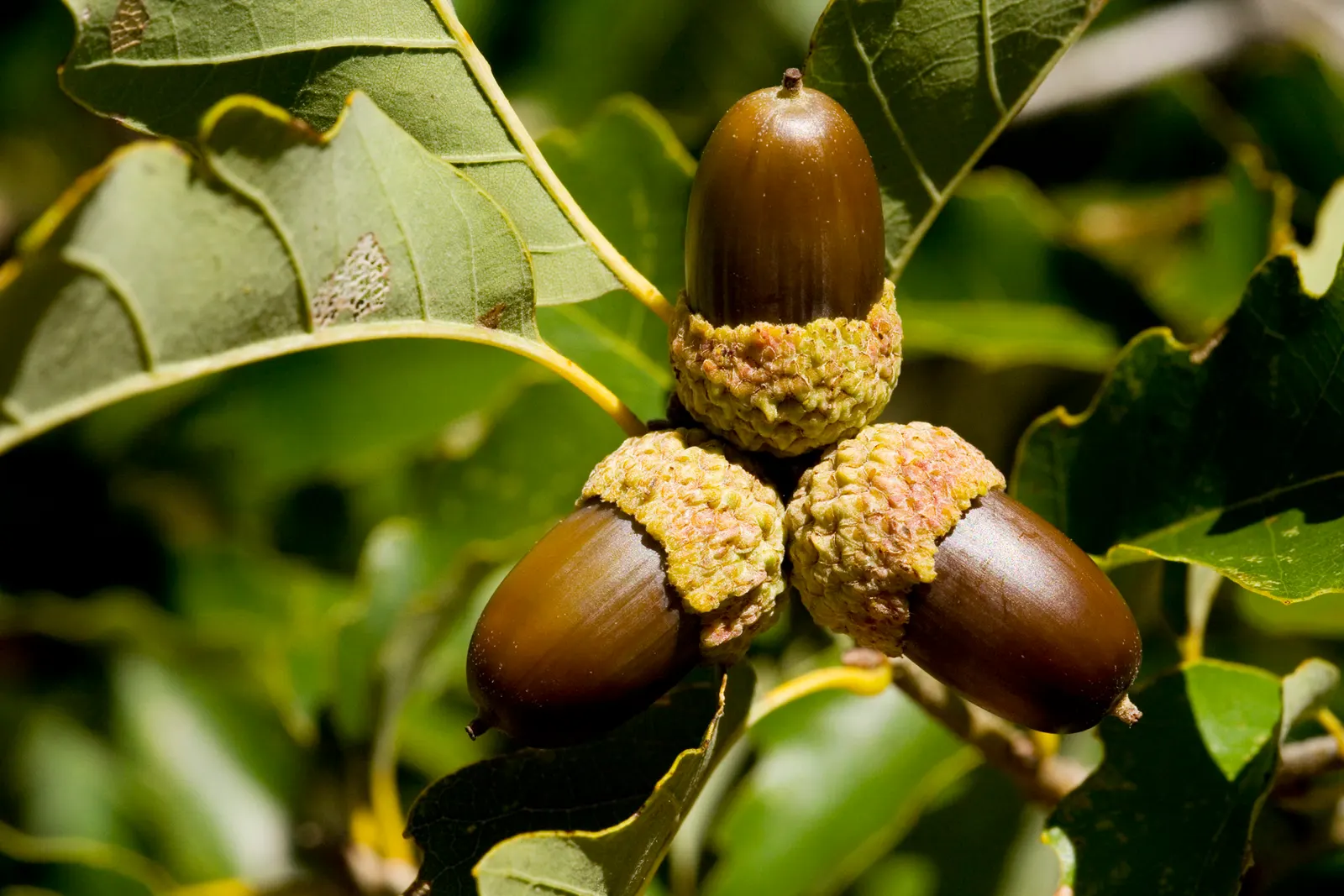 Chinquapin Oak (Quercus Muehlenbergii) — The tree's acorns provide food for local wildlife, enhancing biodiversity in the landscape