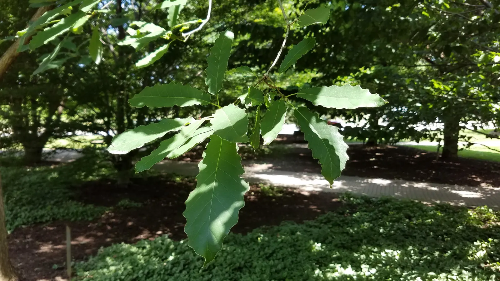 Chinquapin Oak (Quercus Muehlenbergii) — When planning for this oak; considering both vertical and horizontal growth