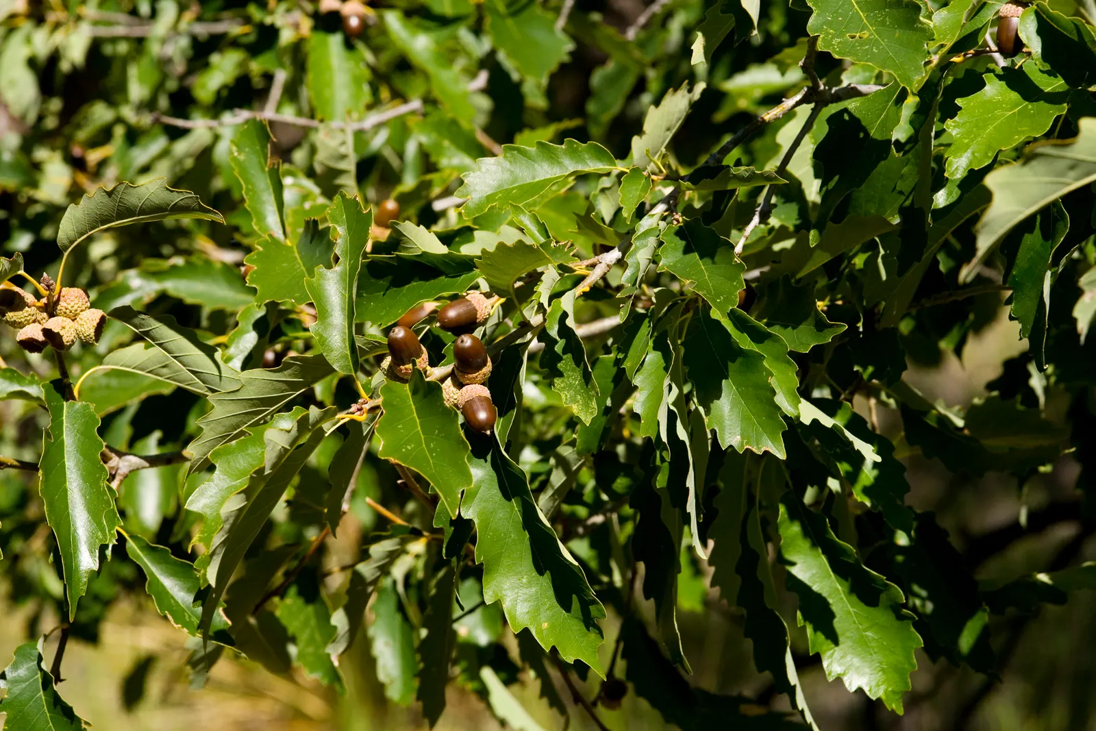 Chinquapin Oak (Quercus Muehlenbergii) — The bark is a light gray-brown color; while small at around 0.5 to 1 inch