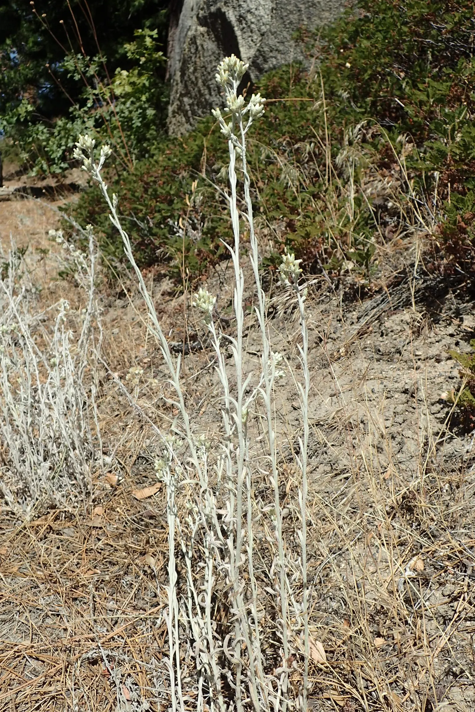 Wright's Cudweed (Pseudognaphalium Microcephalum) — and covered in fine hairs