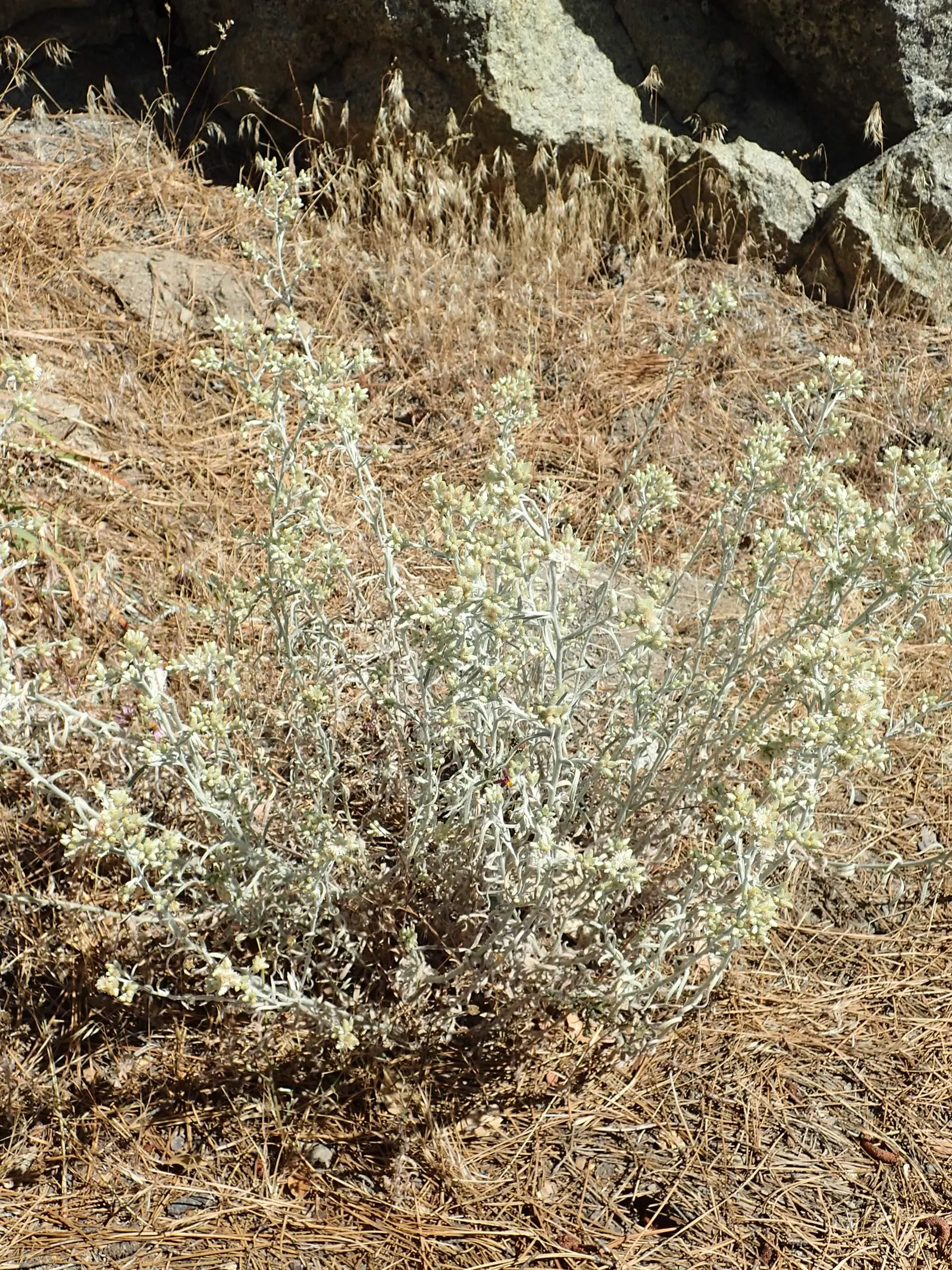 Wright's Cudweed (Pseudognaphalium Microcephalum) — Adapted to USDA hardiness zones 7 - 10