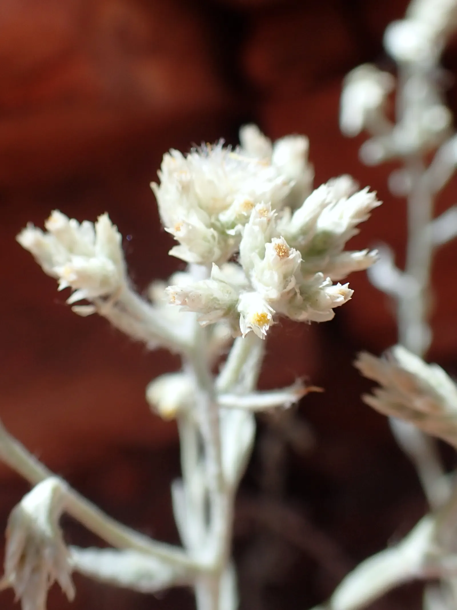 Wright's Cudweed (Pseudognaphalium Microcephalum) — Wright's Cudweed produces clusters of tiny