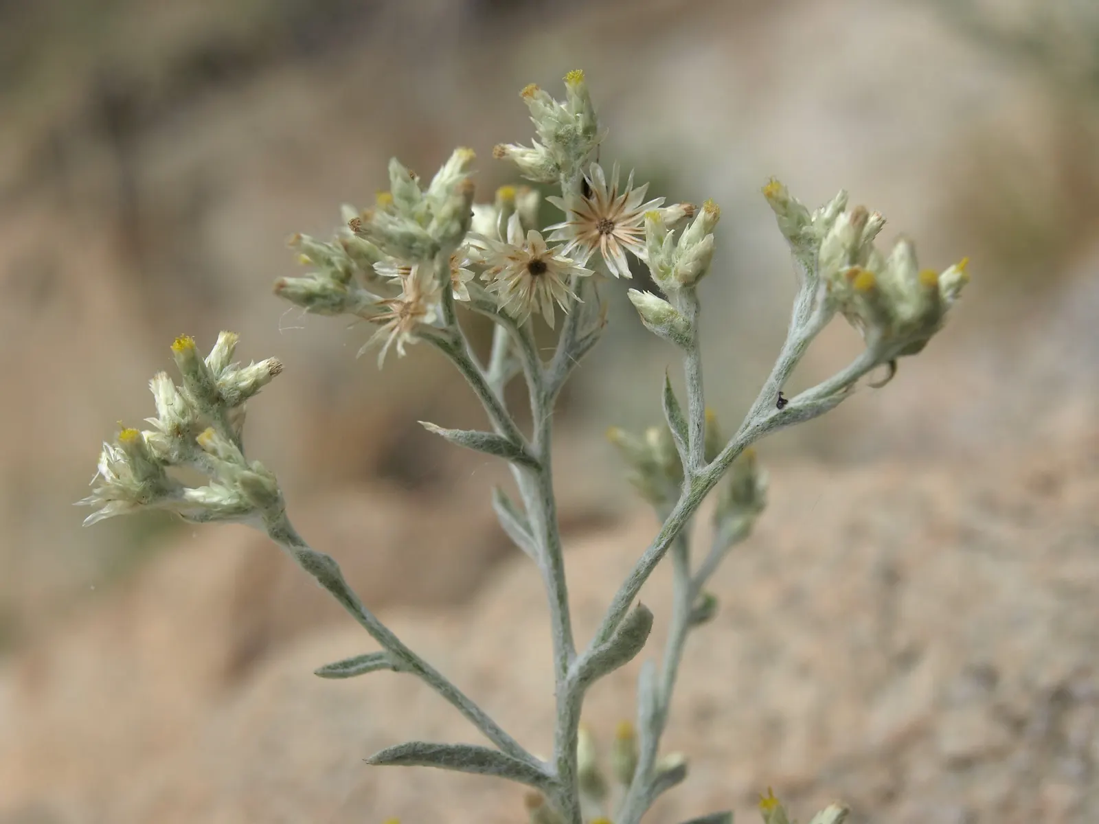 Wright's Cudweed (Pseudognaphalium Microcephalum) — cream to pale yellow flower heads